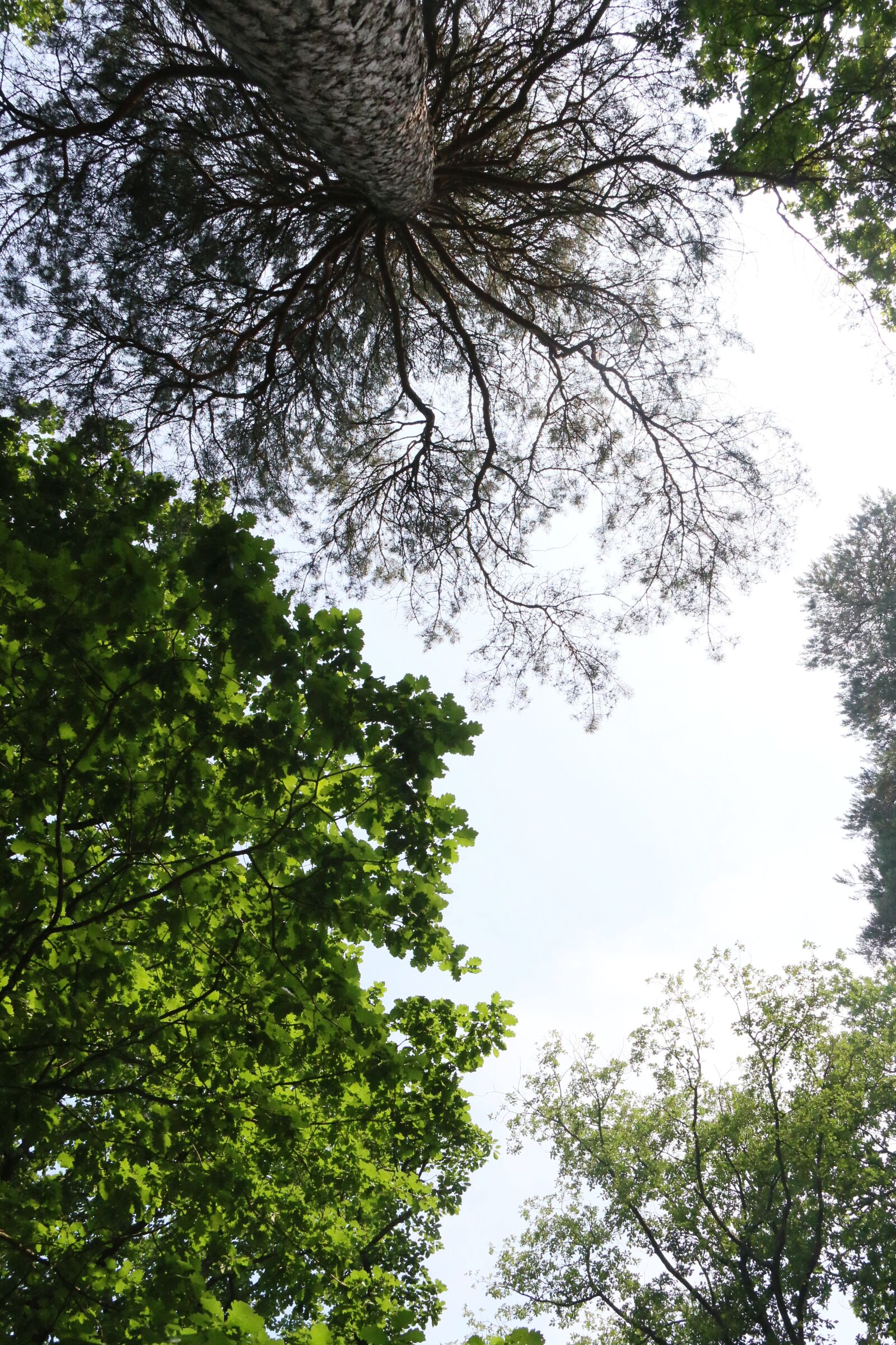Canon EOS 70D sample photo. Trees, sky, uplight photography