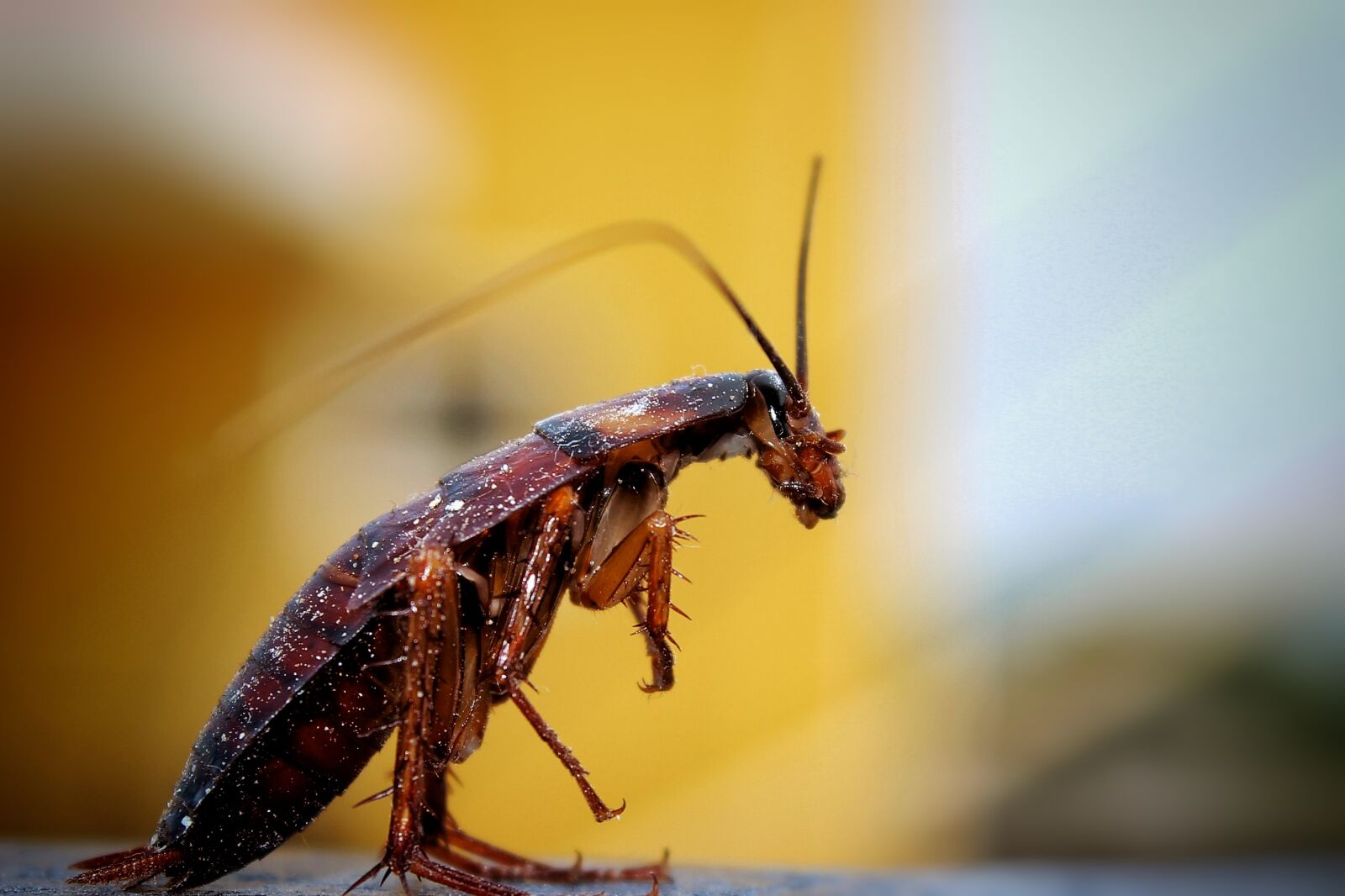 Canon EOS 700D (EOS Rebel T5i / EOS Kiss X7i) sample photo. Cockroach, insect, insects, legs photography