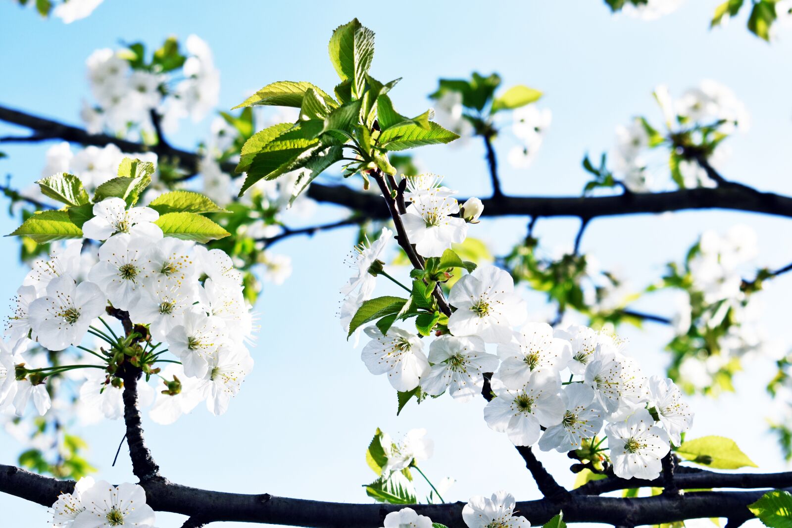 Nikon D3400 sample photo. Flower, branch, wood photography