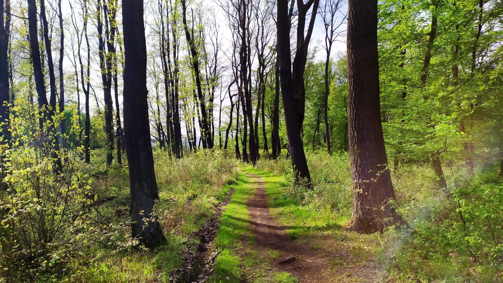 Xiaomi Redmi Note 7 sample photo. Nature, slovakia, forest photography