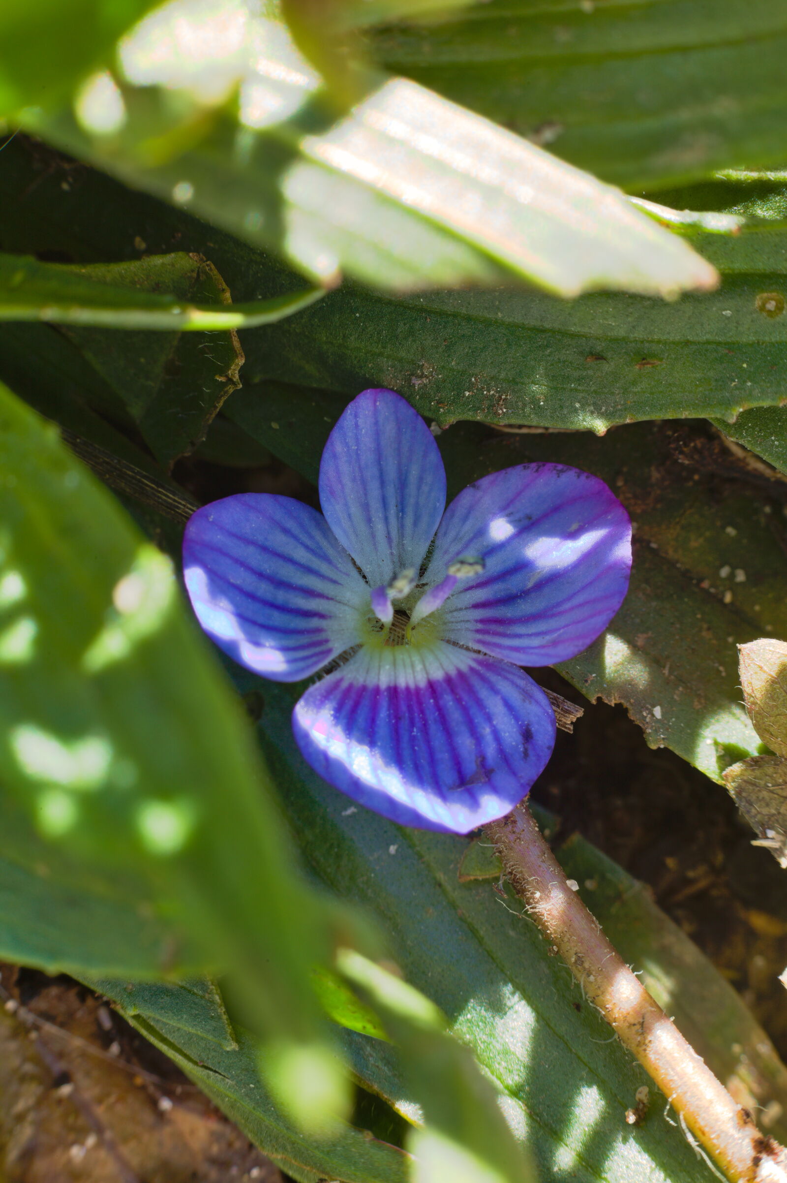 Canon EF 50mm F1.8 STM sample photo. Extension ring 20+36mm photography