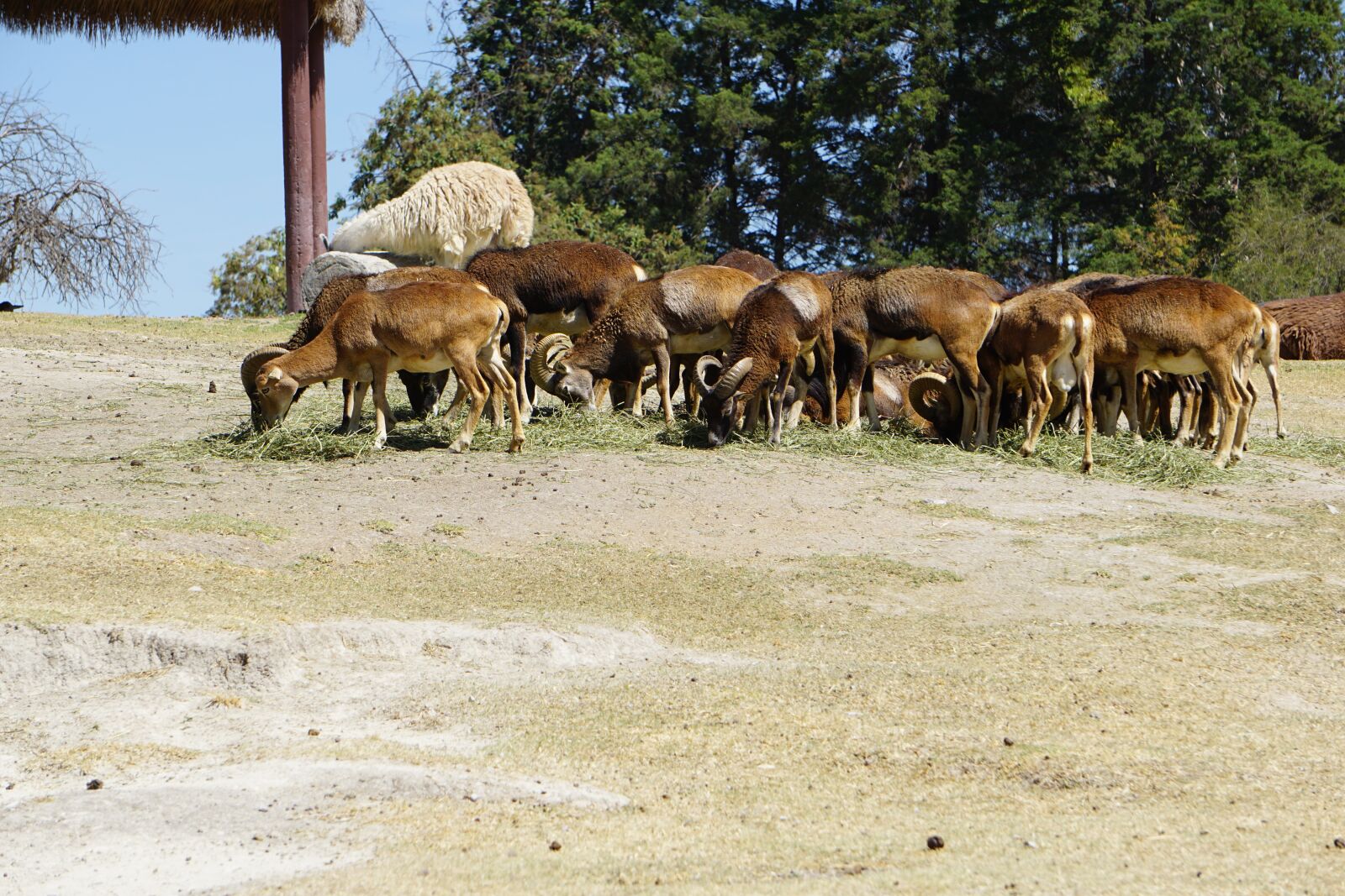 Sony a5100 sample photo. Mouflon, safari, africam photography