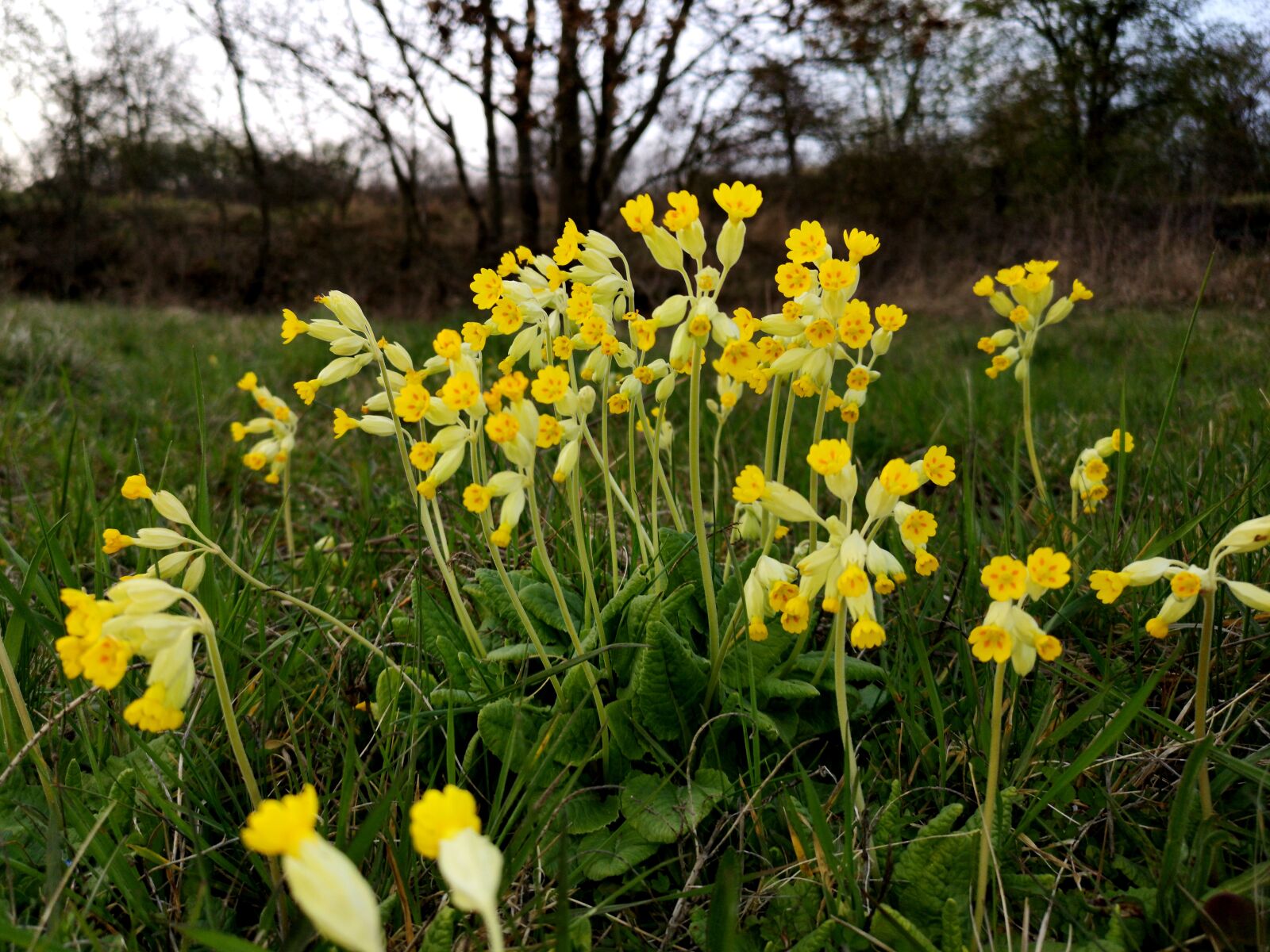 HUAWEI CLT-L29 sample photo. Meadow primrose, yellow, plant photography