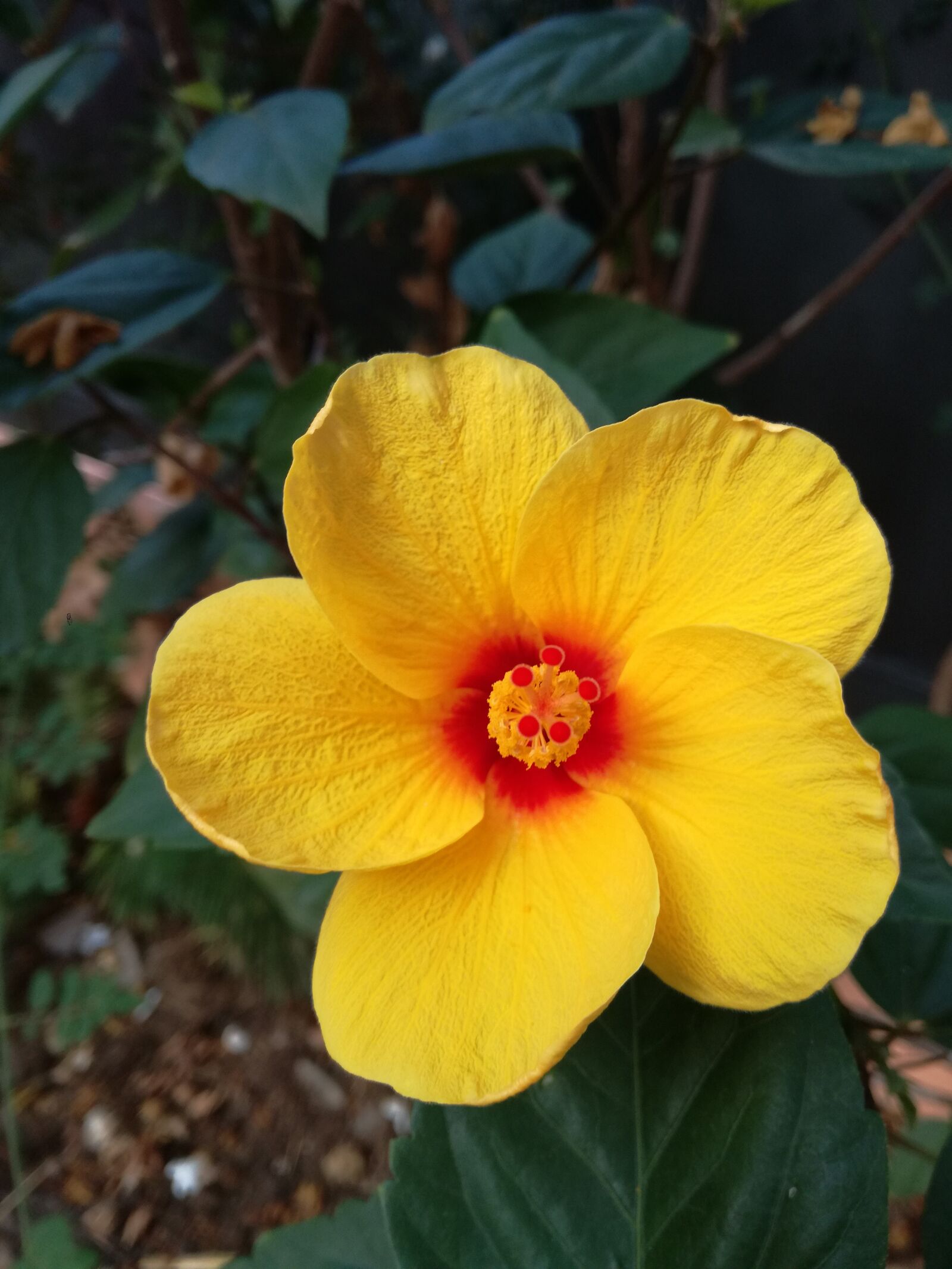 HUAWEI P9 LITE sample photo. Flower, garden, nature photography