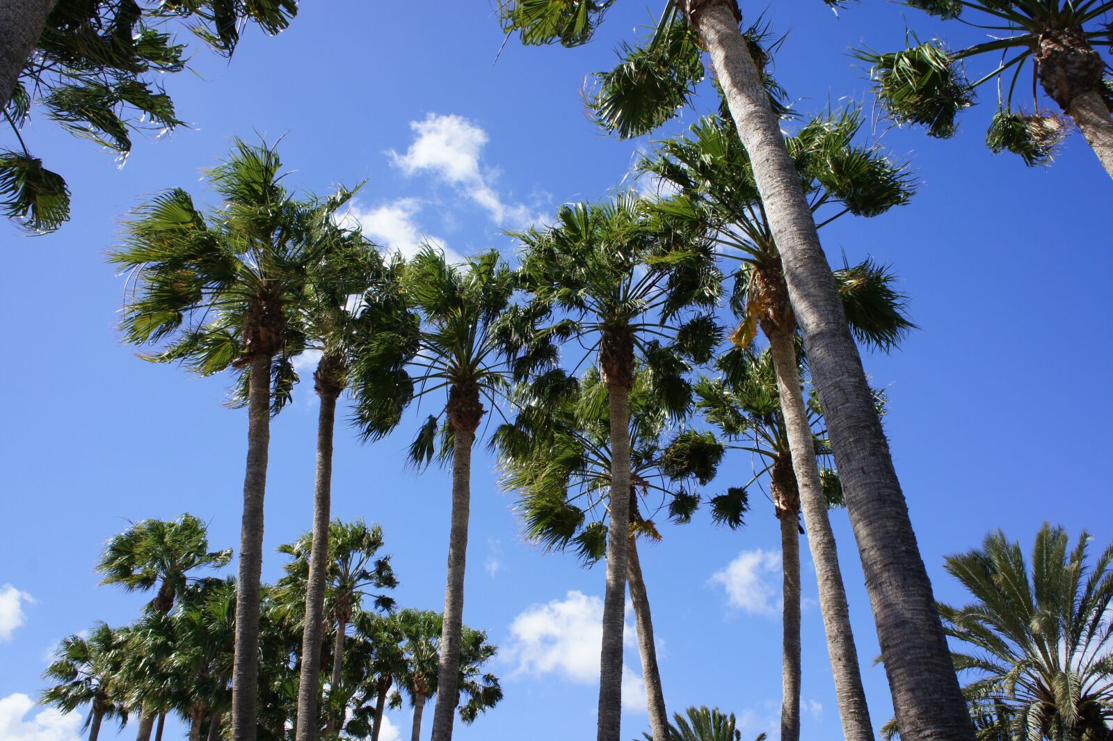 Sony Alpha NEX-3 + Sony E 18-55mm F3.5-5.6 OSS sample photo. Canary islands, palm trees photography