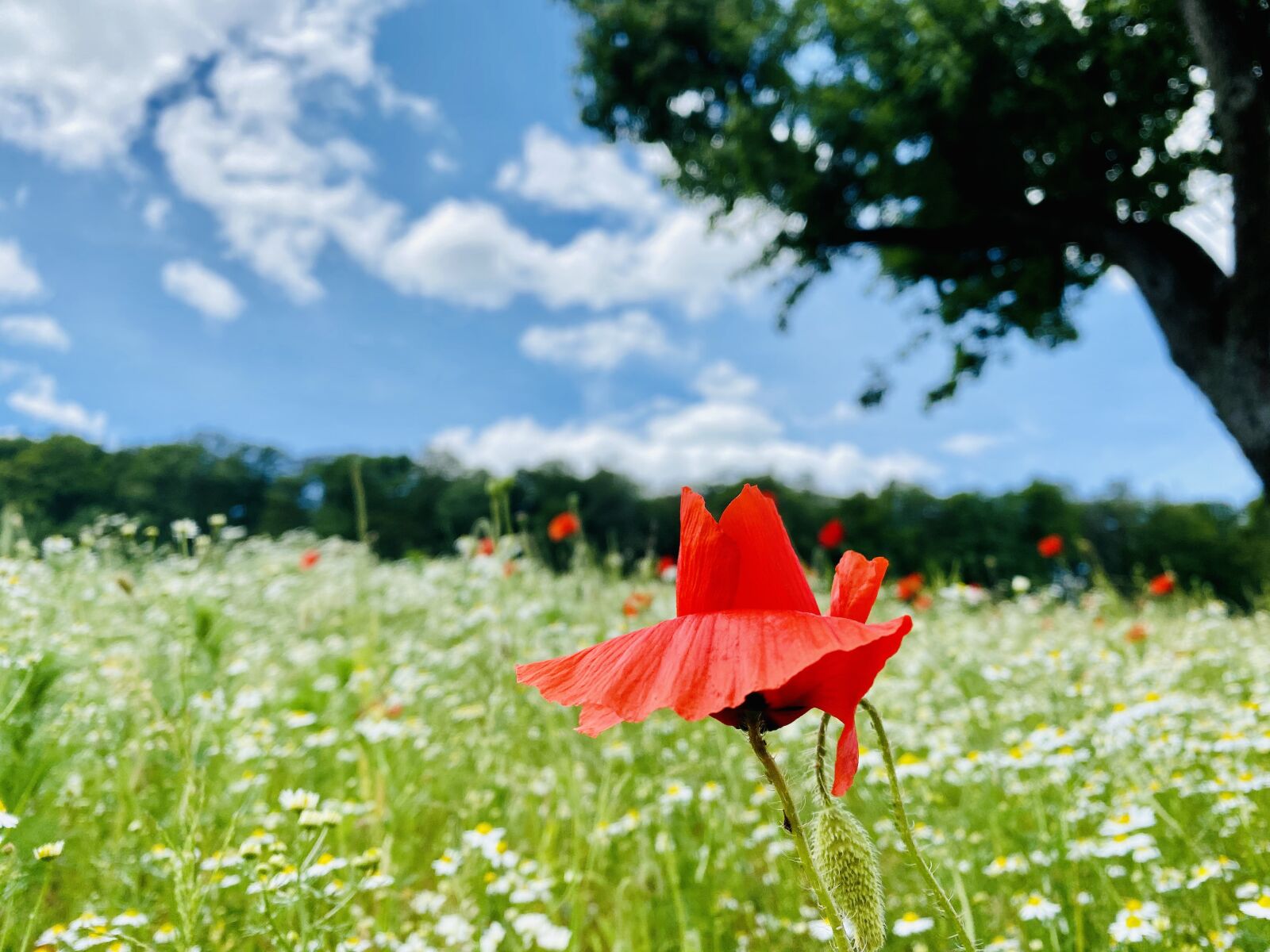 Apple iPhone 11 Pro sample photo. Red, poppy, nature photography