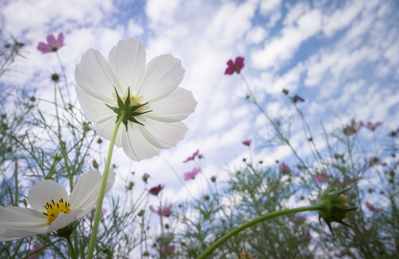 Sony Alpha NEX-5N sample photo. Cosmos, autumn, nature photography