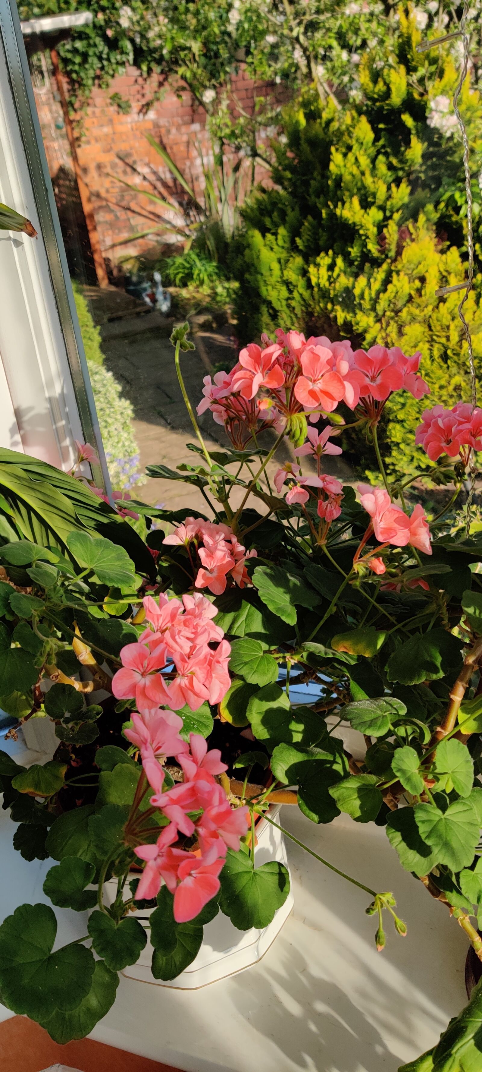 OnePlus HD1901 sample photo. Flower, natural beauty, greenery photography