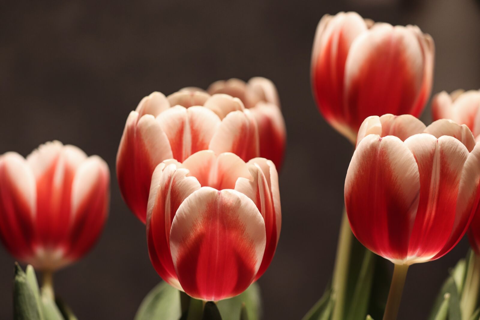 Canon EOS 200D (EOS Rebel SL2 / EOS Kiss X9) sample photo. Tulip flower, tulips, half photography