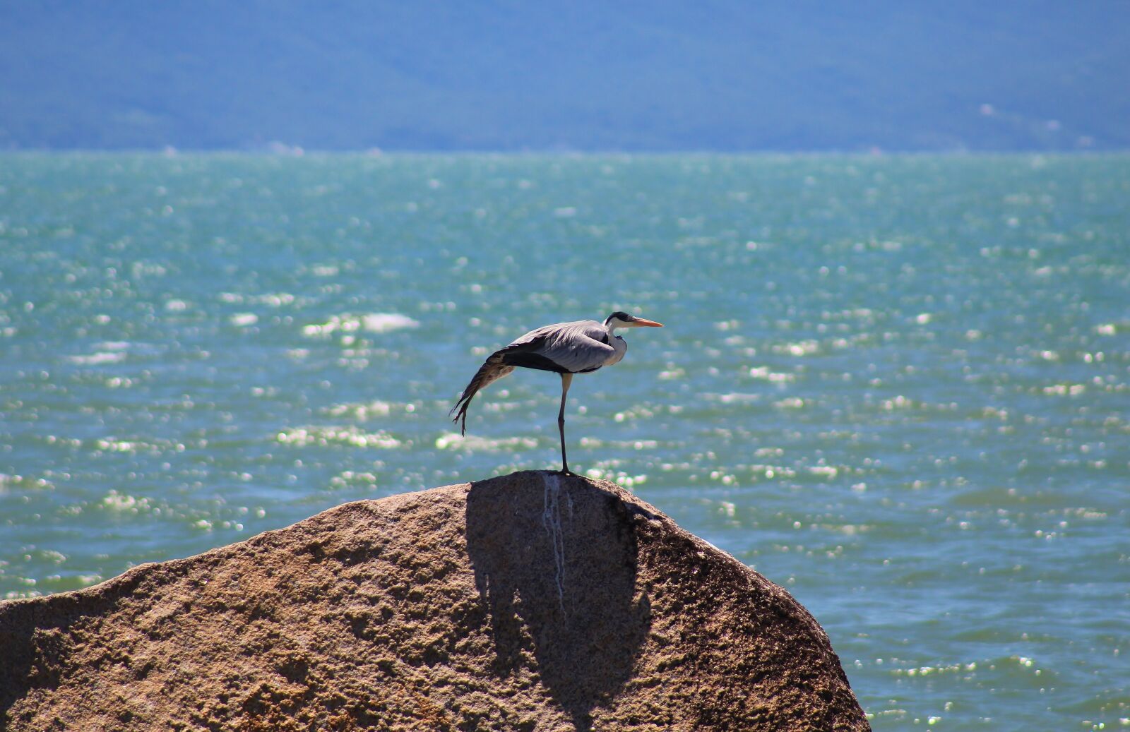 Canon EOS 1300D (EOS Rebel T6 / EOS Kiss X80) sample photo. Garça-moura, bird, nature photography