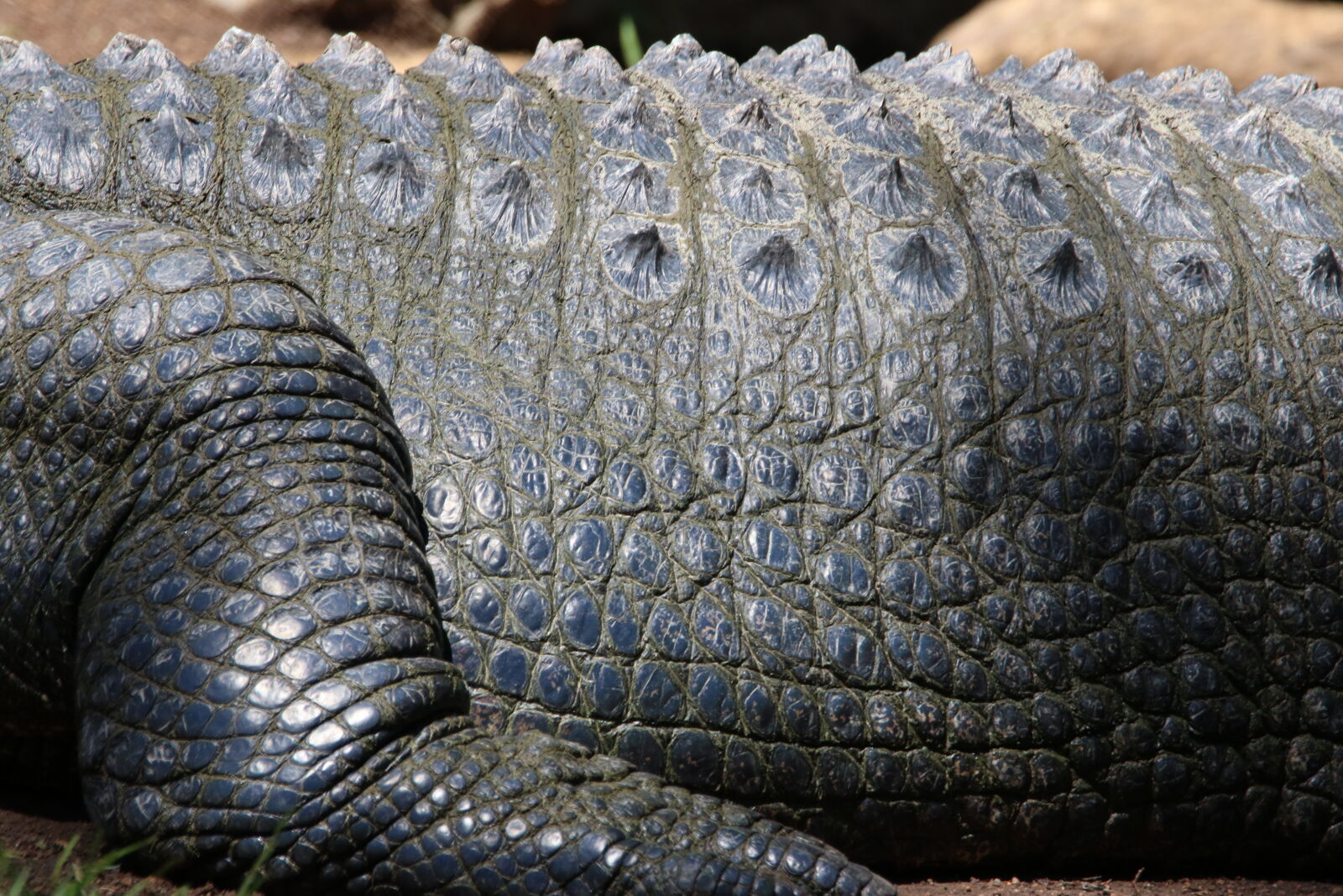 Canon EOS 7D Mark II sample photo. Animal, crocodile, dangerous, feet photography