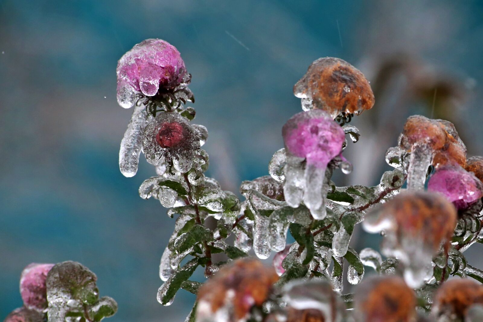 Canon EOS 6D sample photo. Nature, winter, season photography