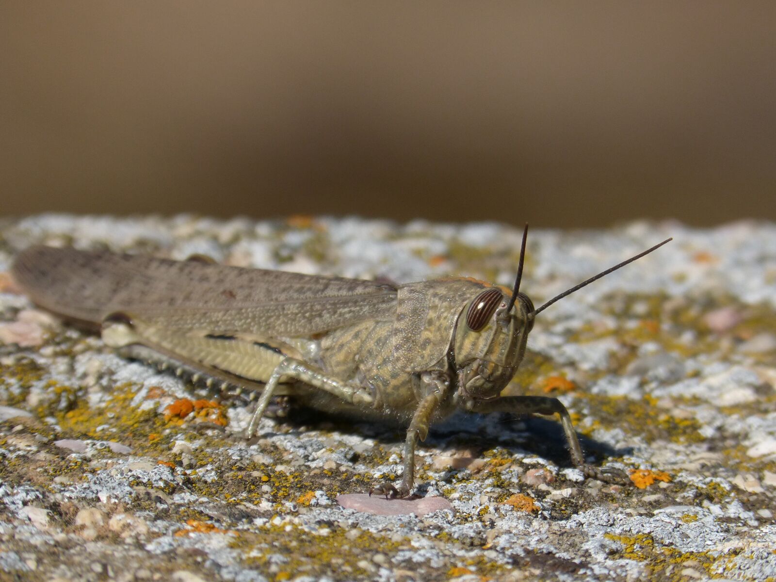 Panasonic DMC-FZ62 sample photo. Orthopteron, grasshopper, detail photography
