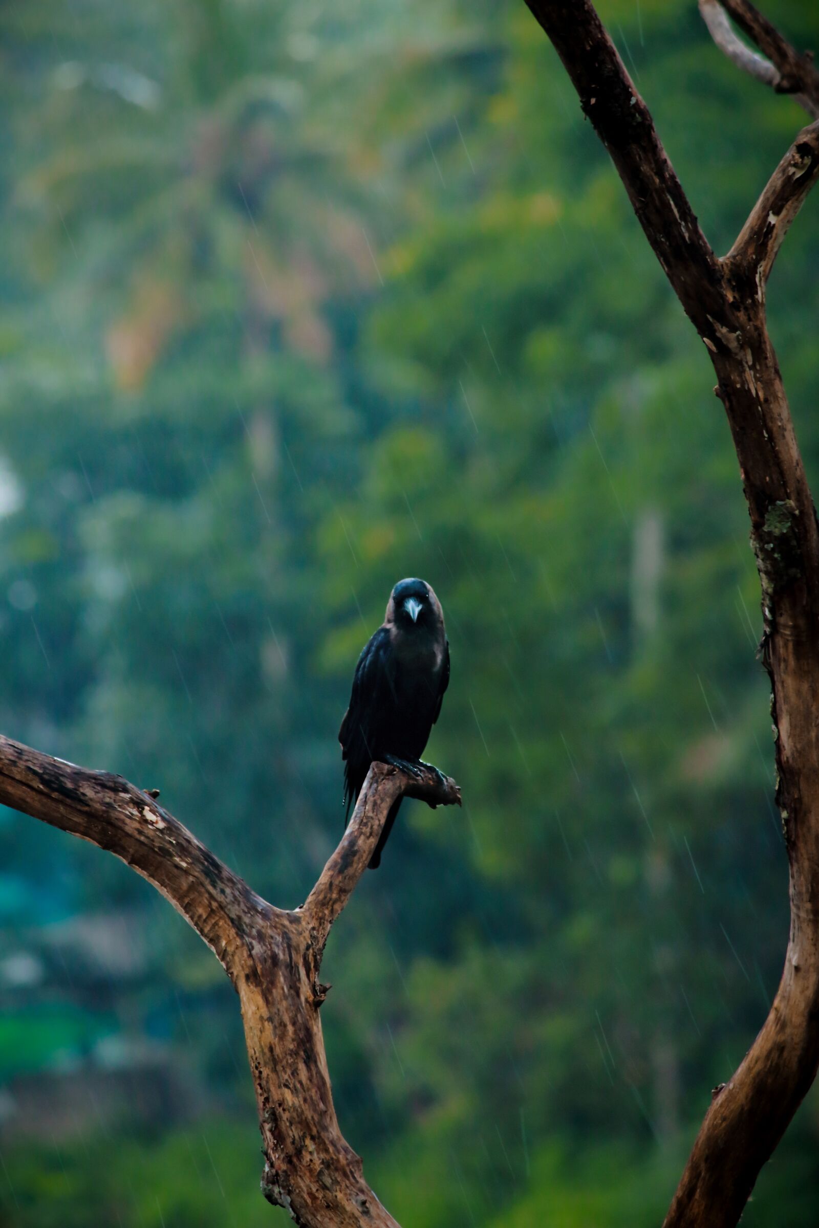 Canon EOS 700D (EOS Rebel T5i / EOS Kiss X7i) sample photo. Crow, rain, black photography