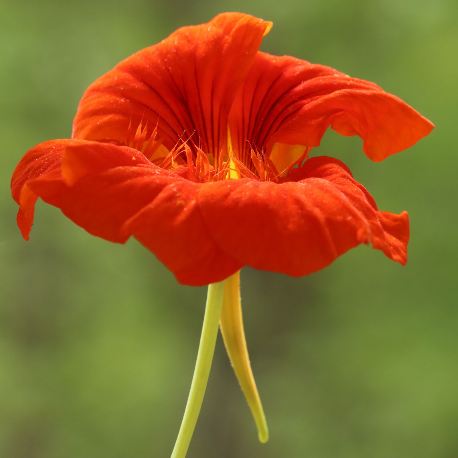 Canon EOS 250D (EOS Rebel SL3 / EOS Kiss X10 / EOS 200D II) sample photo. Nasturtium, flower, spring photography