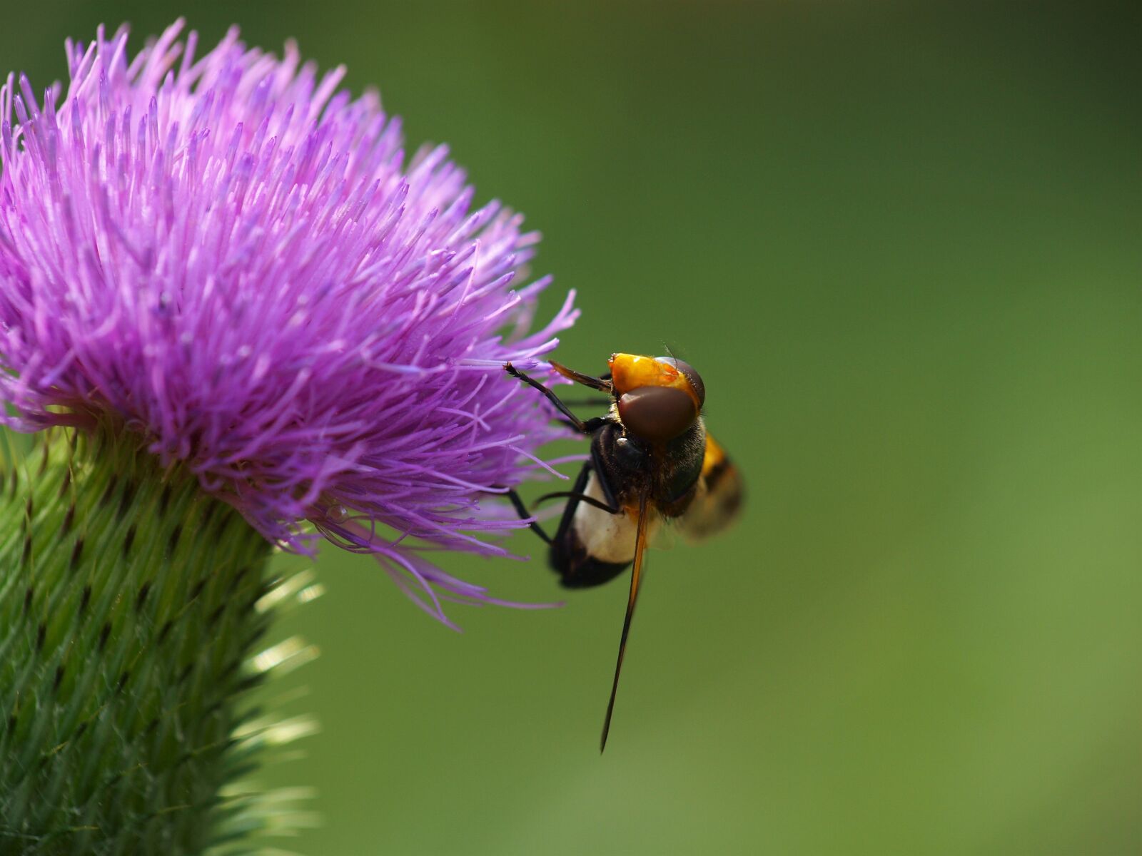 Olympus E-420 (EVOLT E-420) sample photo. Hoverfly, insect, nature photography