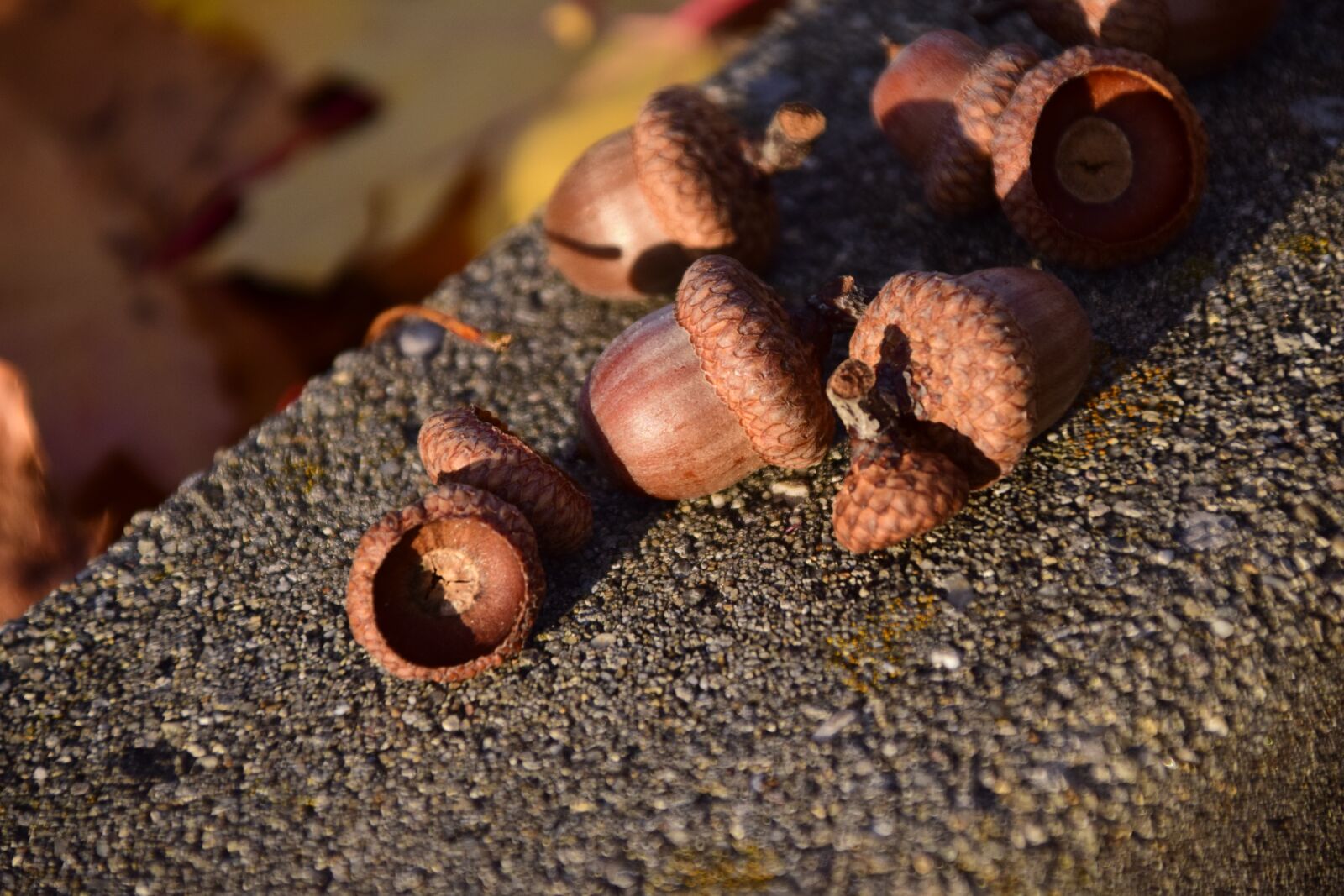 Nikon D3300 sample photo. Acorns, seeds, close up photography