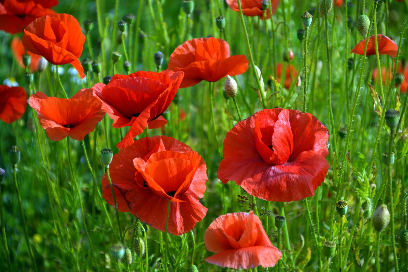 Nikon D5200 sample photo. Poppy, red poppy, poppy photography