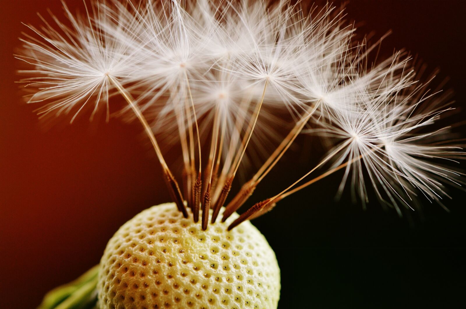 Nikon D3200 sample photo. Dandelion, plant, nature photography