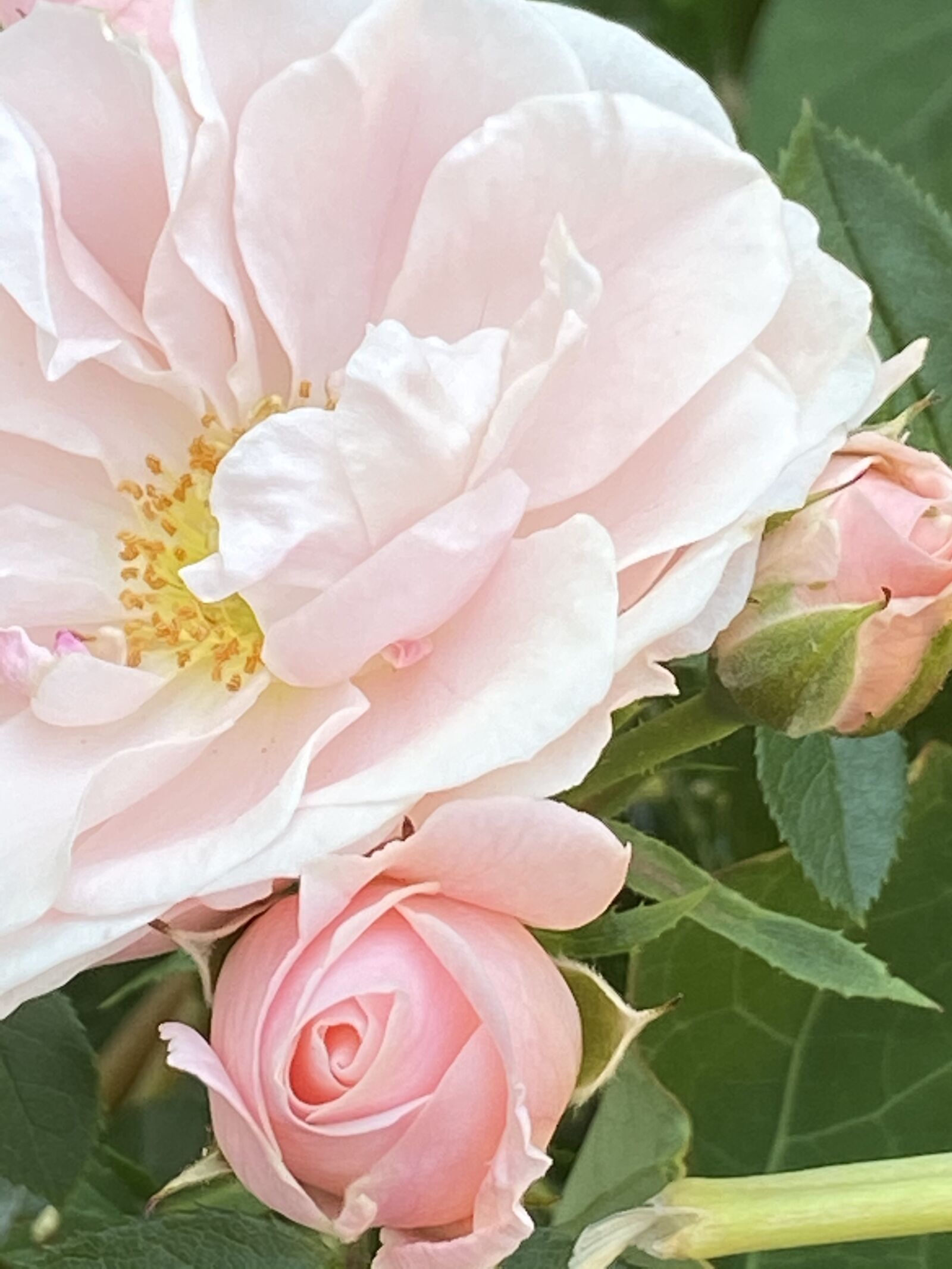 Apple iPhone 11 sample photo. Flowers, nature, blossom photography