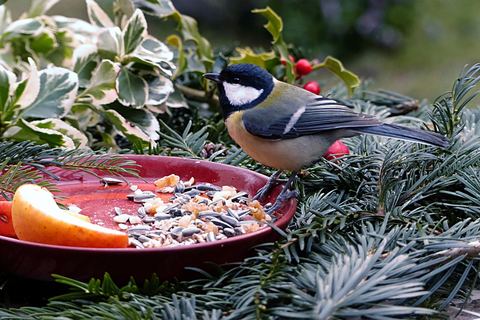 Panasonic Lumix DMC-FZ200 sample photo. Animal, bird, tit photography