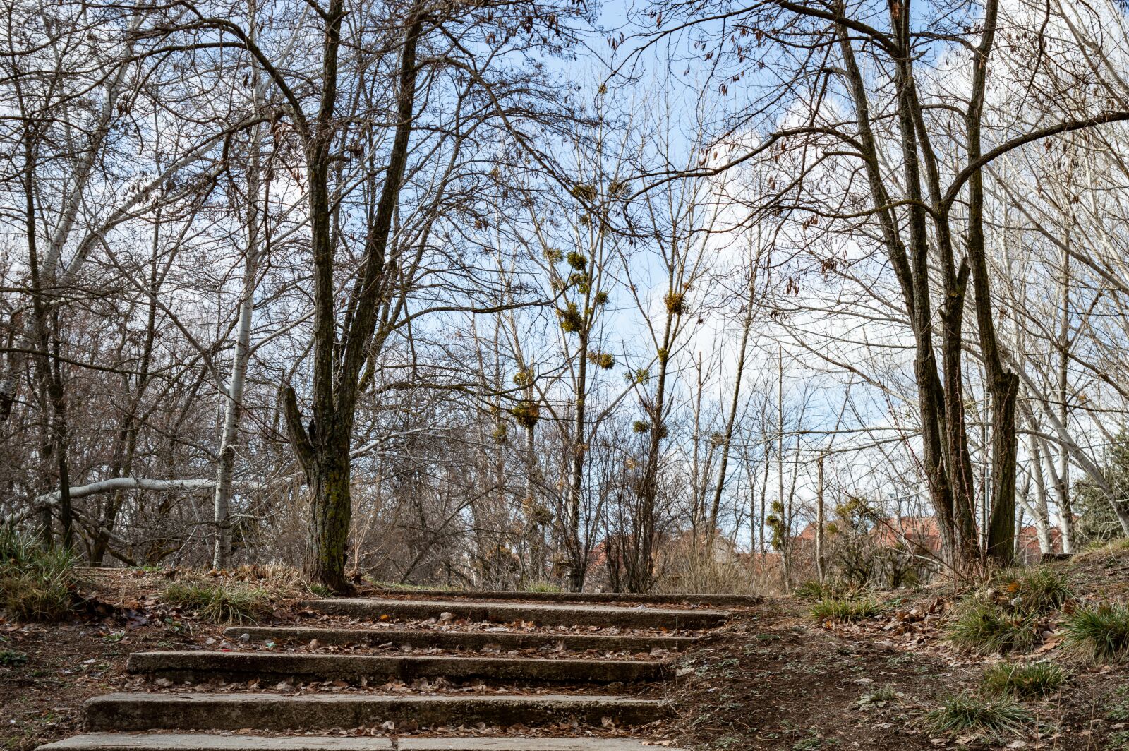 Nikon D3200 sample photo. Tree, city, trees photography