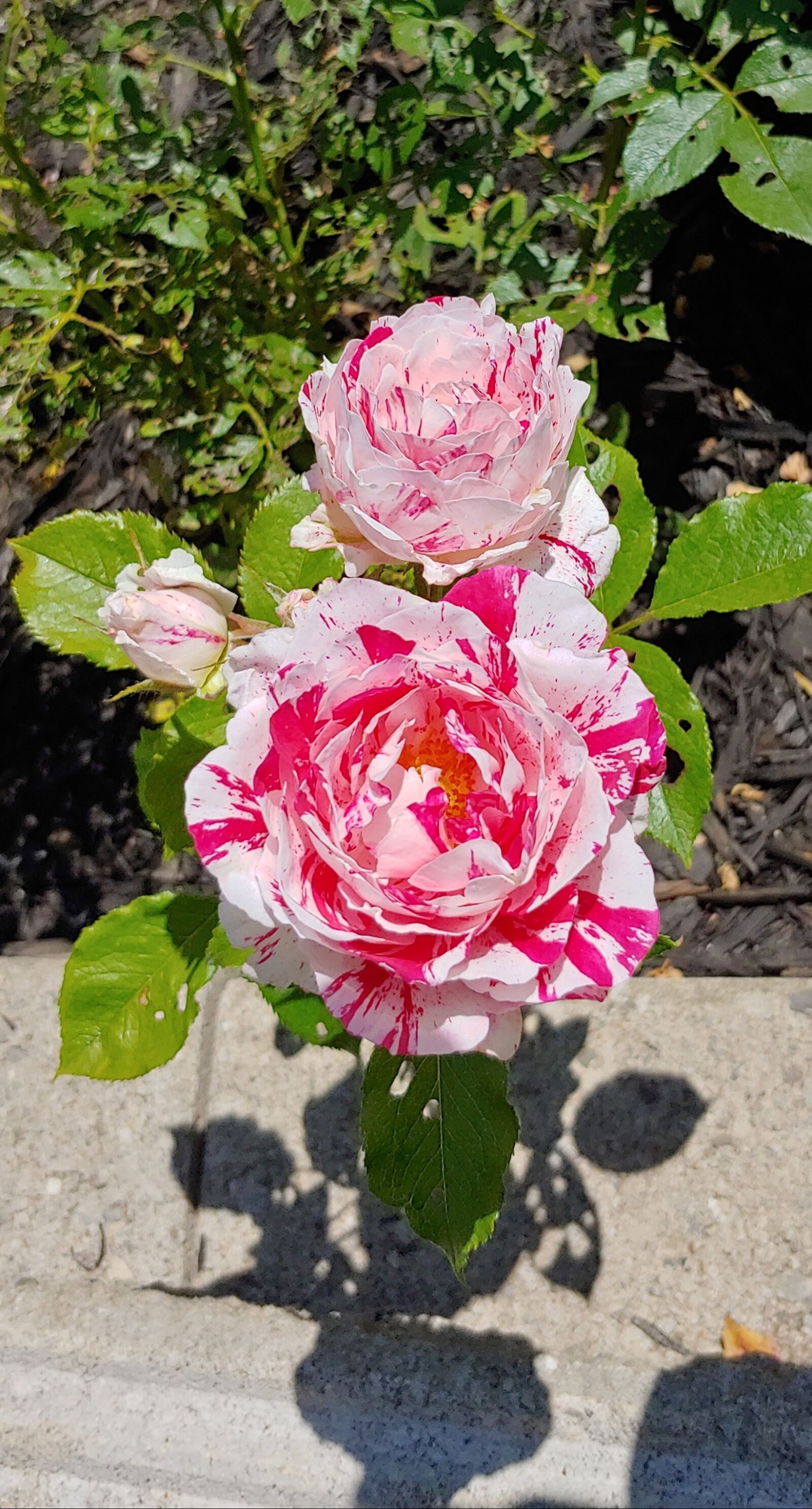 LG G7 THINQ sample photo. Sentimental rose, rosebud, candycane photography
