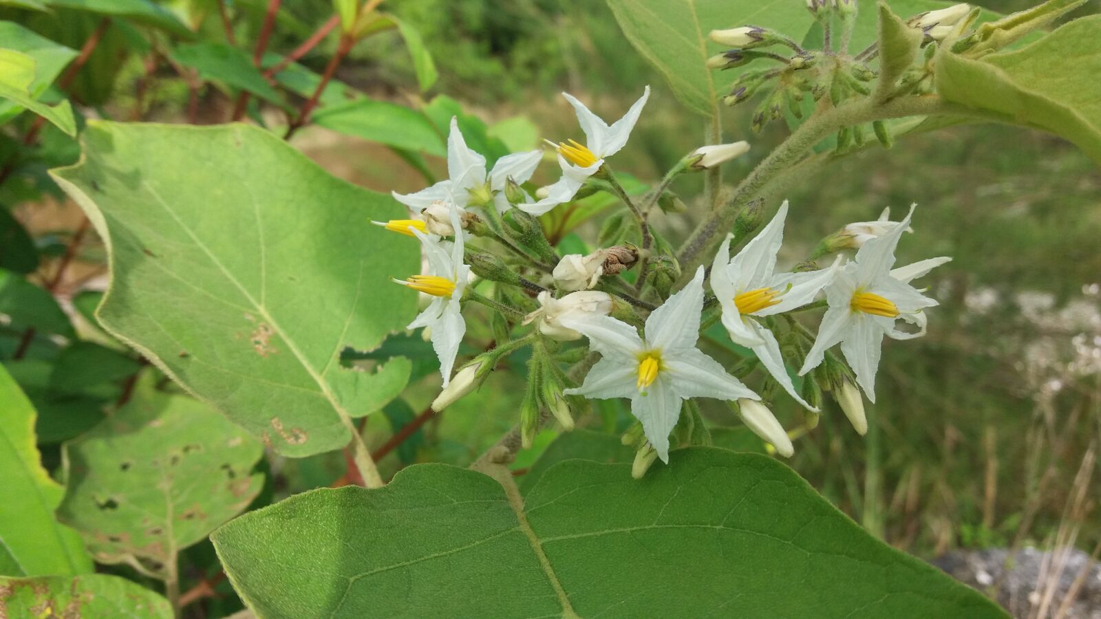 Samsung Galaxy J5 sample photo. Flowers, forest, nature photography
