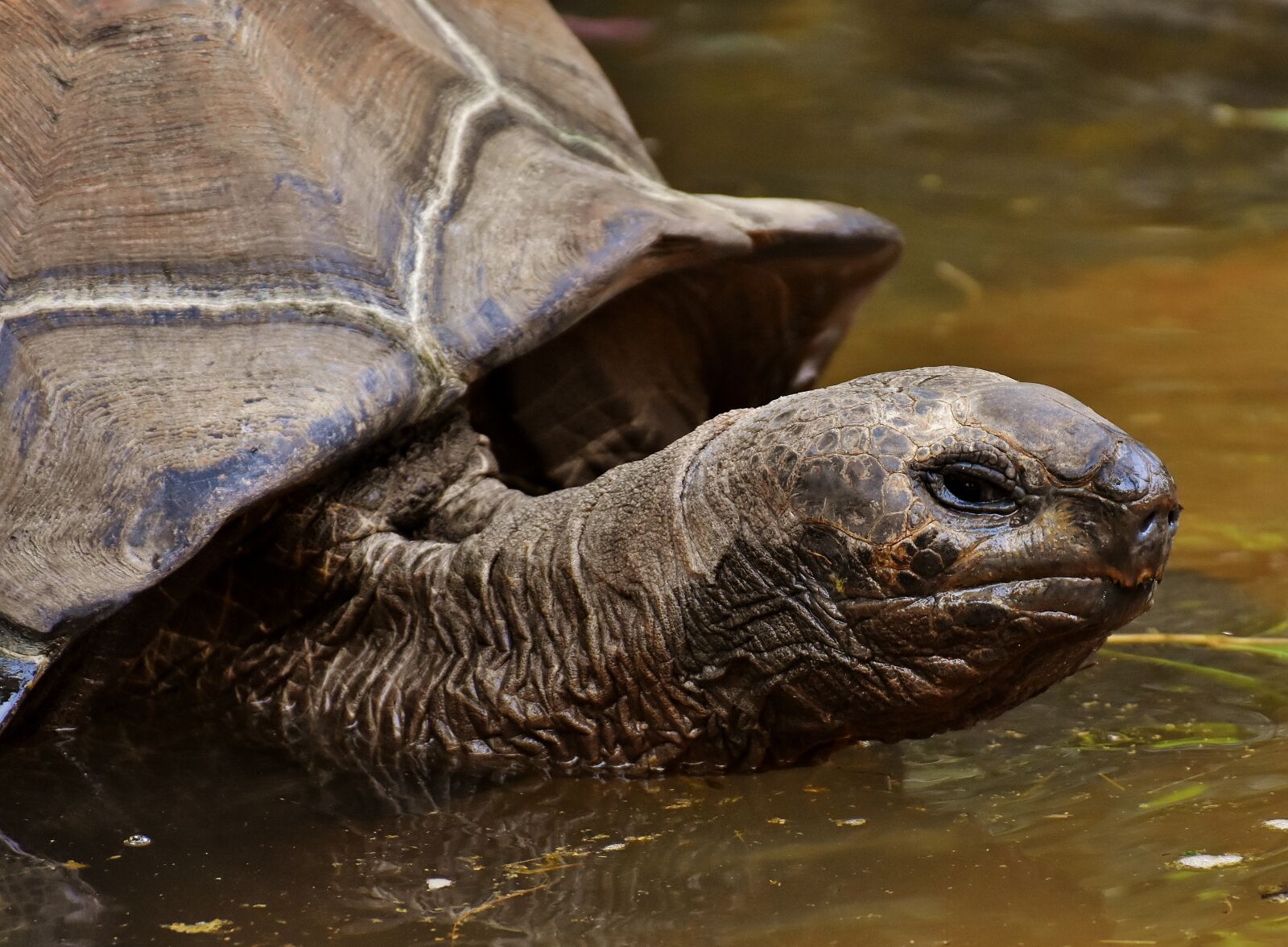 Nikon D7200 sample photo. Giant tortoises, animals, water photography