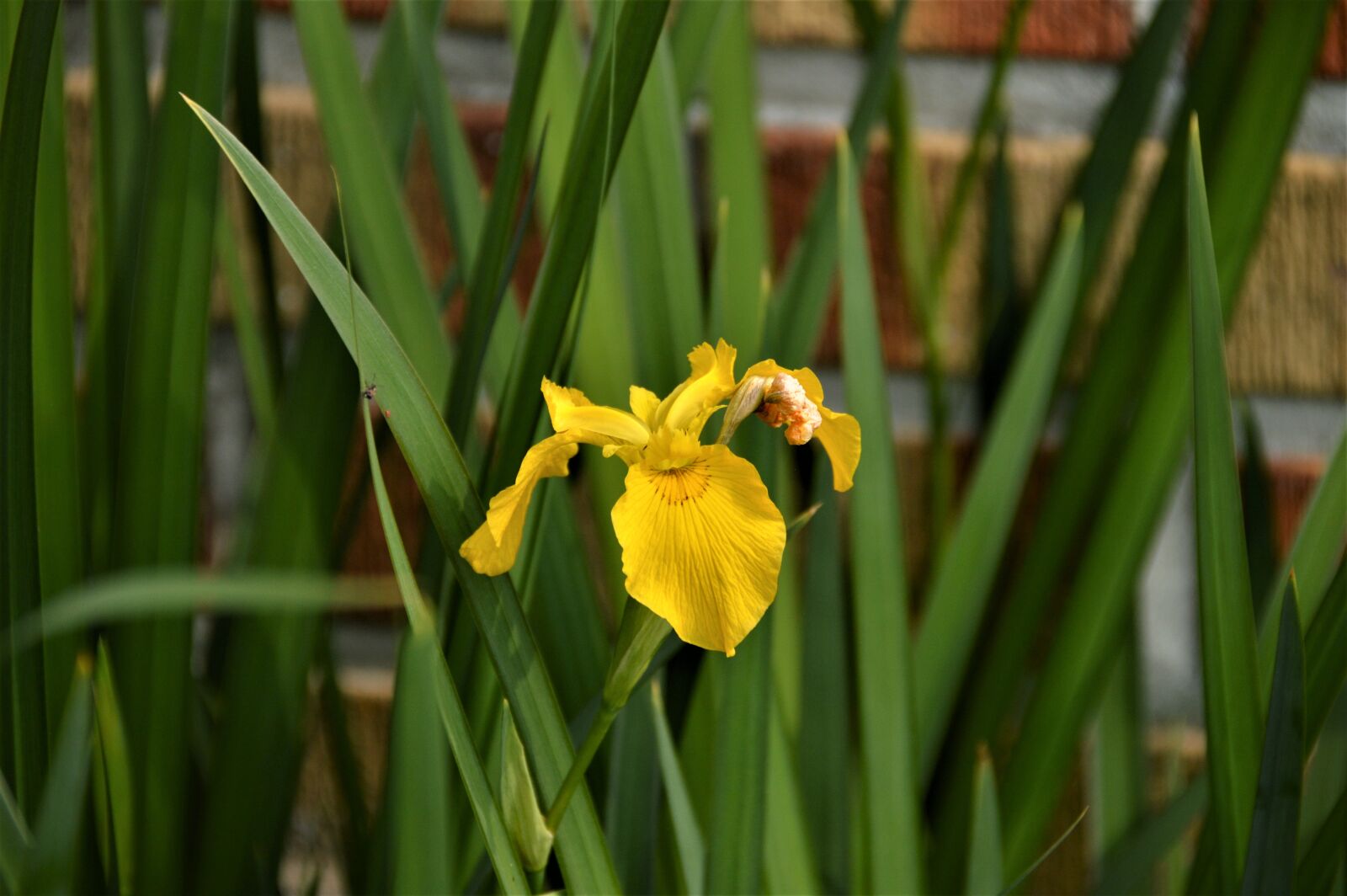 Nikon D3200 sample photo. Bulbous iris, flowers, plants photography