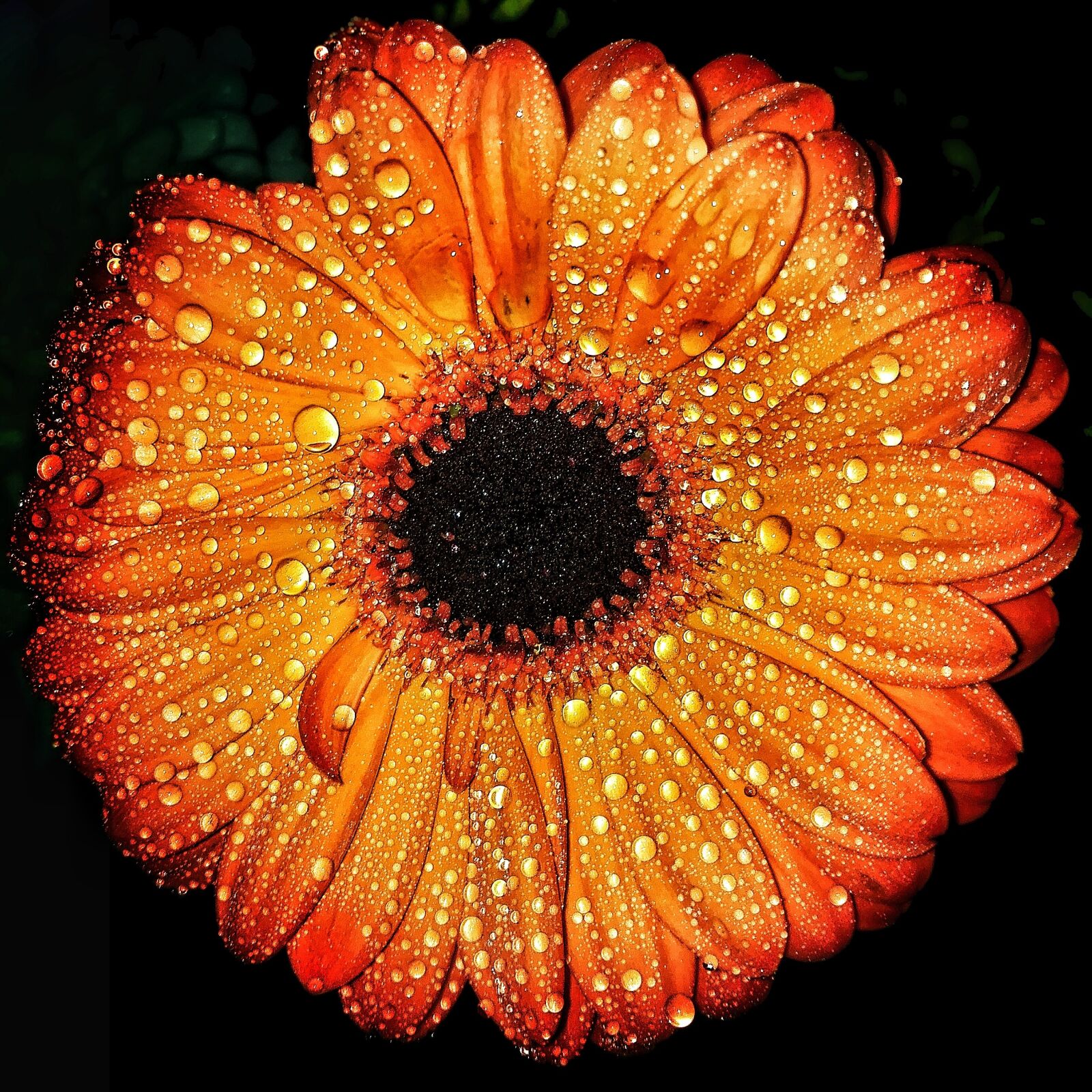 HUAWEI P8 Lite sample photo. Flowers, flower, macro photography