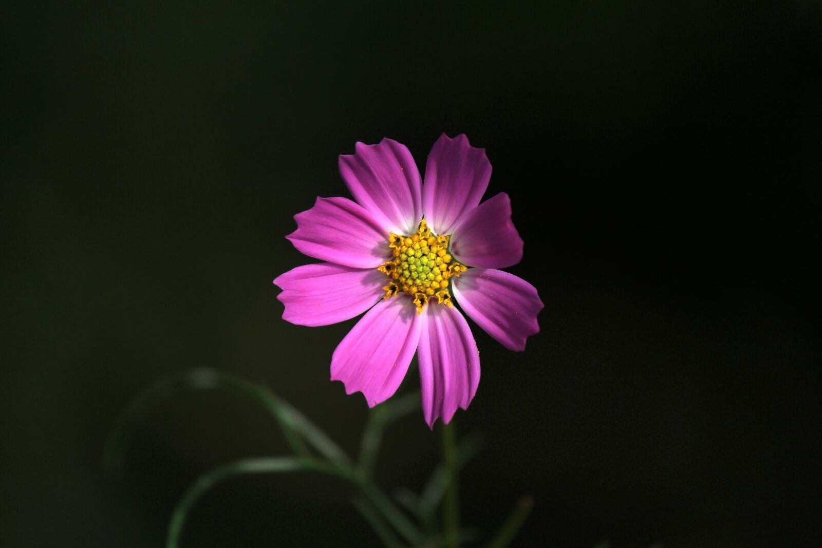 Canon EOS 100D (EOS Rebel SL1 / EOS Kiss X7) sample photo. Cosmos, autumn, flowers photography