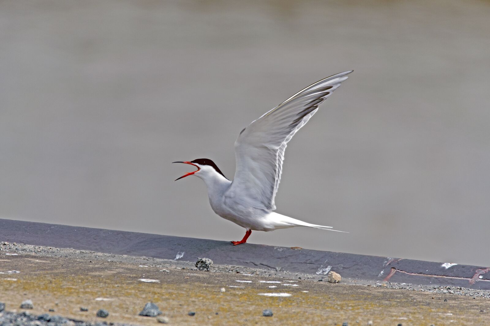 Nikon D500 sample photo. River tern, tern, bird photography