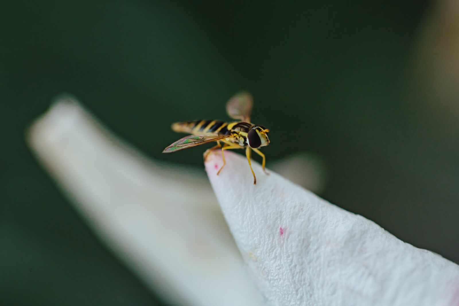 Canon EF 100mm F2.8 Macro USM sample photo. Insect, legs, wasp, wings photography