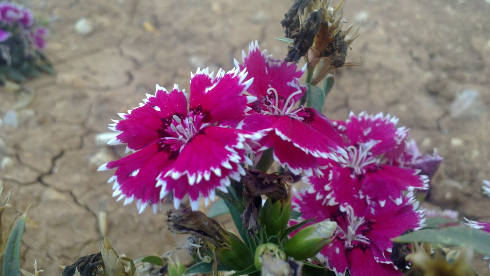 Nokia N9 sample photo. Jordan, roses, spring photography