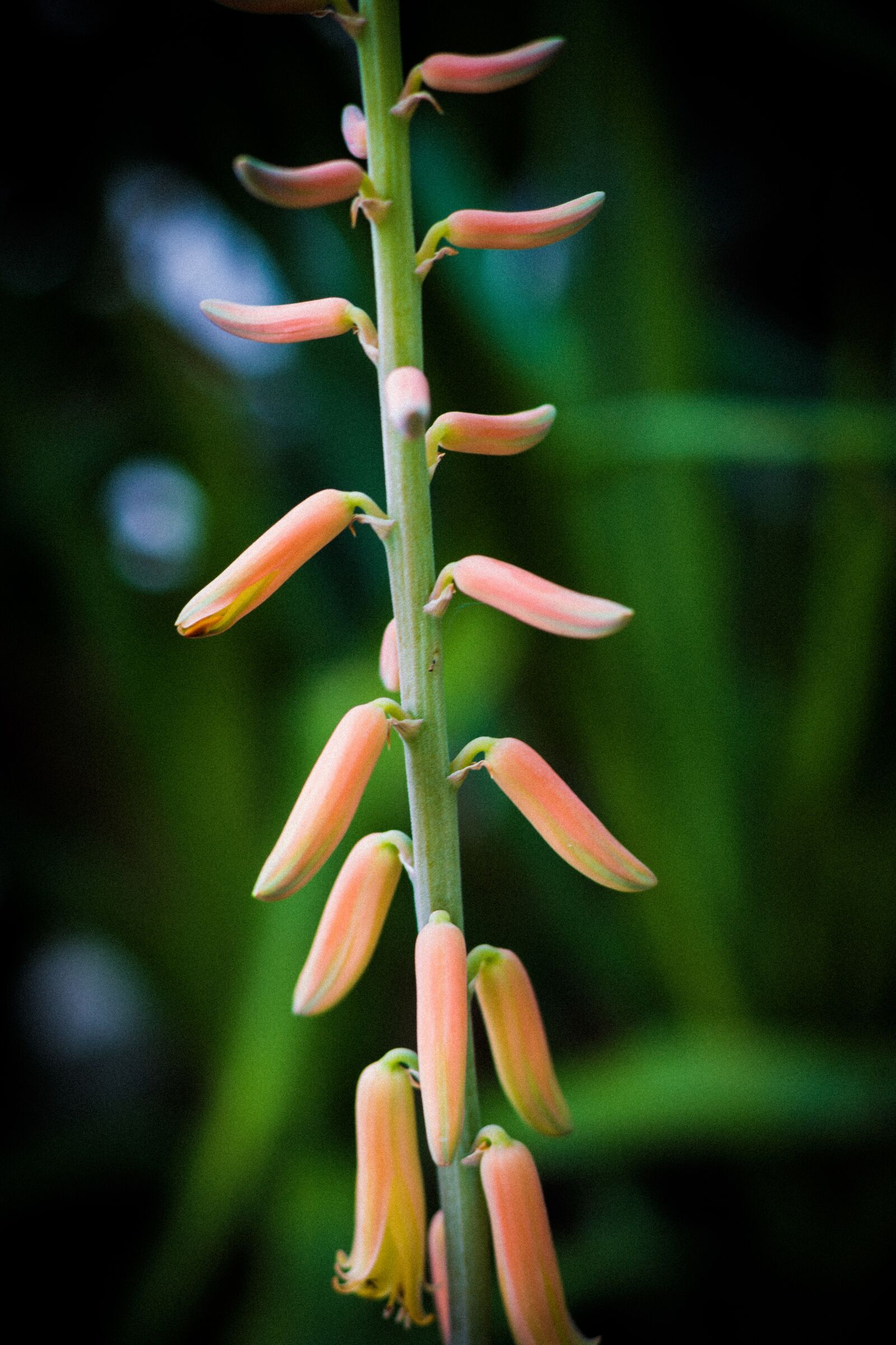 Canon EOS 700D (EOS Rebel T5i / EOS Kiss X7i) + Canon EF 50mm F1.8 STM sample photo. Elite, flower, wonderful photography