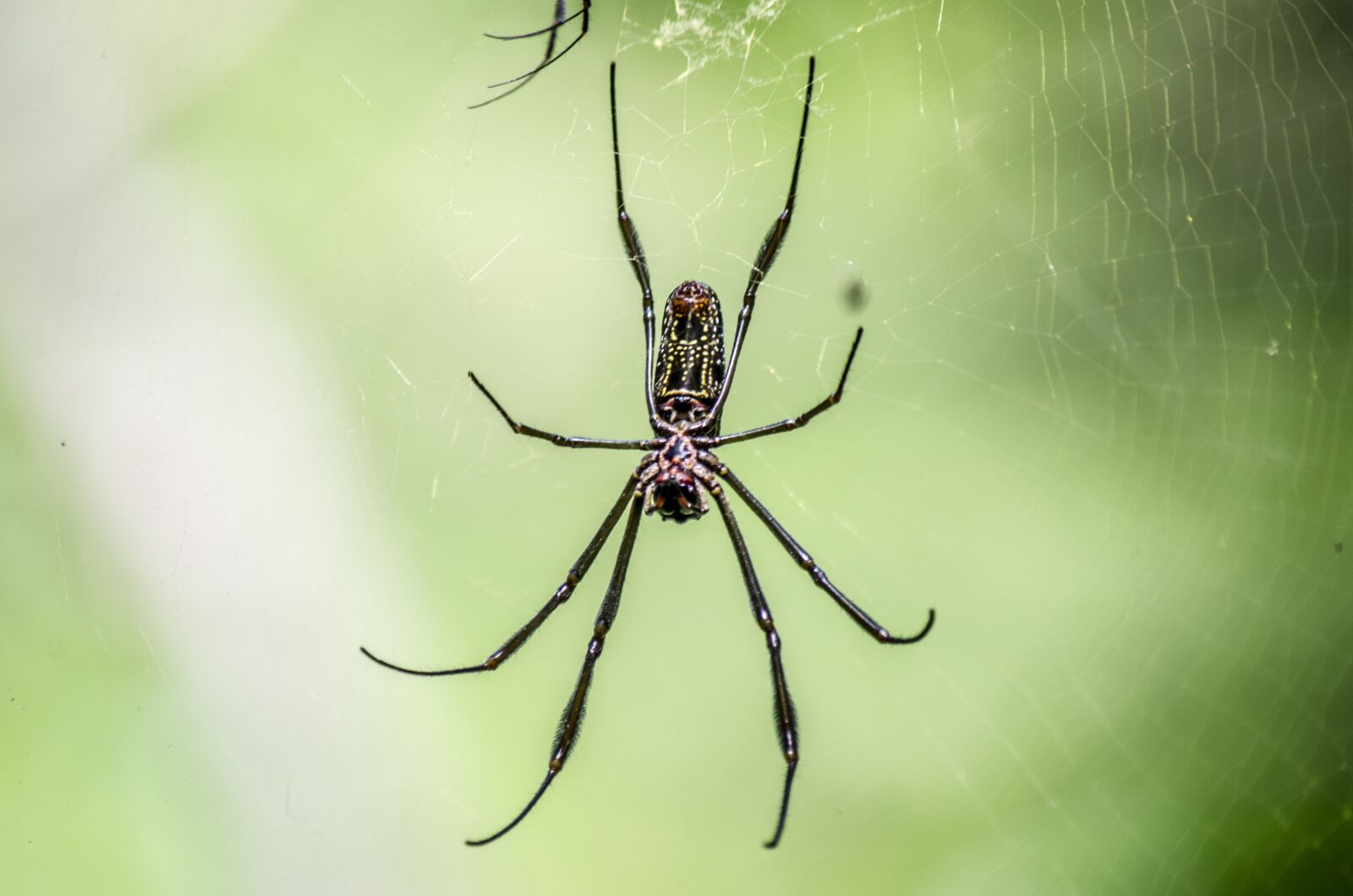 Nikon D7000 sample photo. Spider, cobweb, animals photography