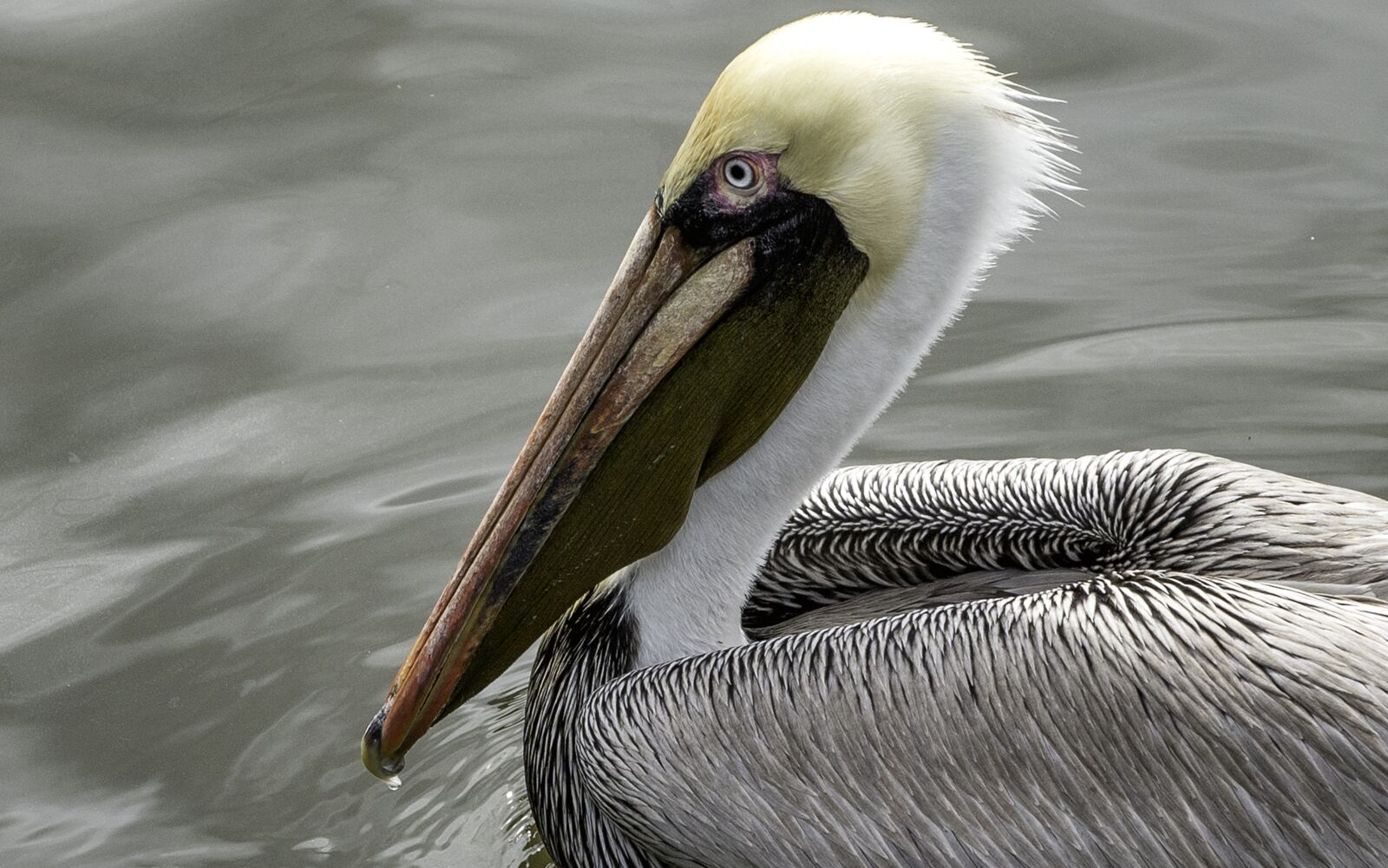 Nikon D610 sample photo. Pelican, bird, feathers photography
