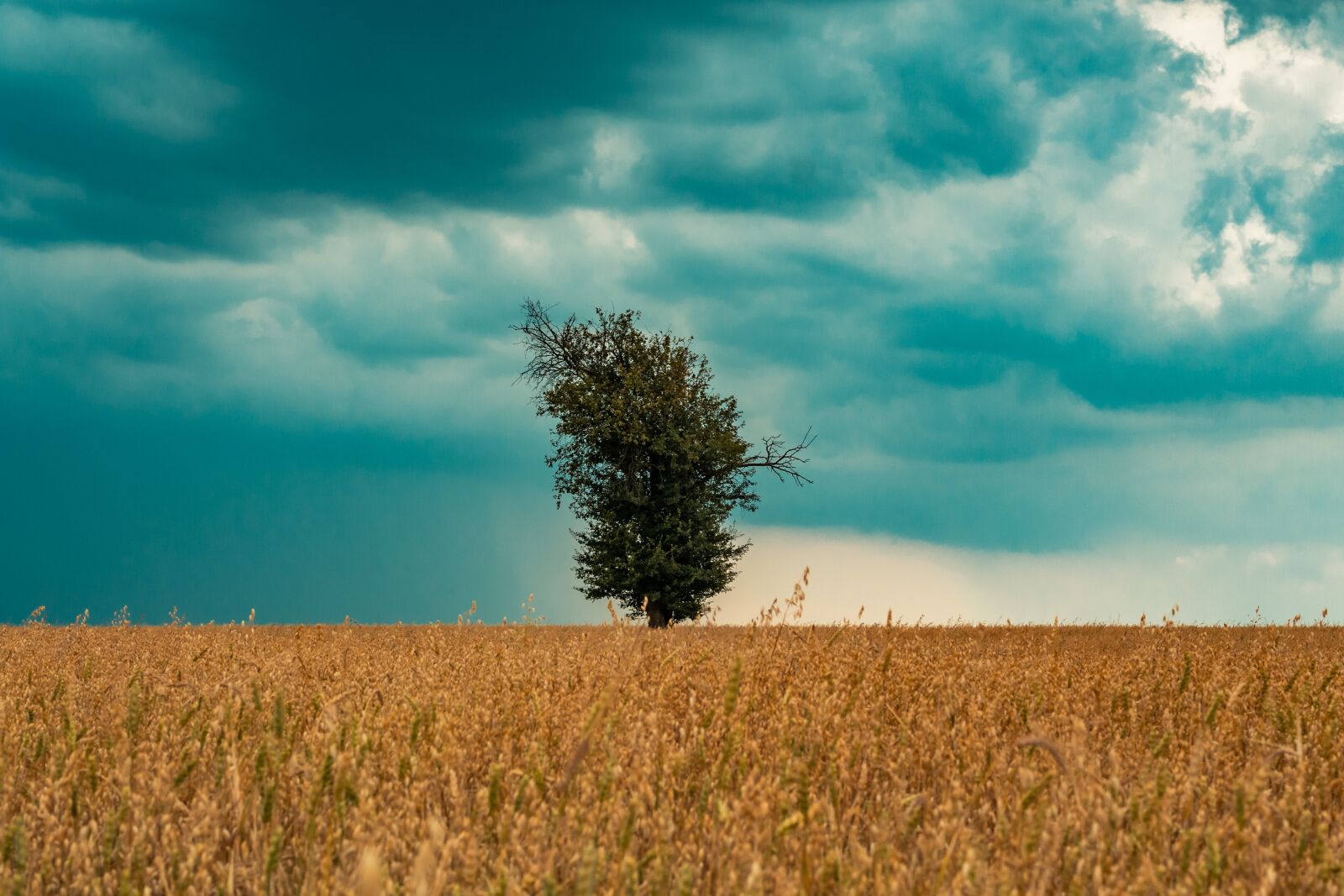 Canon EOS 700D (EOS Rebel T5i / EOS Kiss X7i) + Canon EF 50mm F1.8 STM sample photo. Field, corn, tree photography