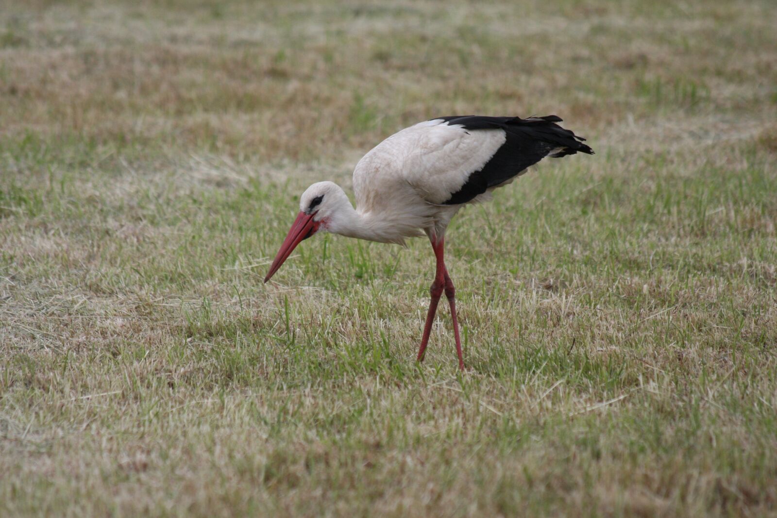 Canon EOS 40D sample photo. White stork, stork, rattle photography