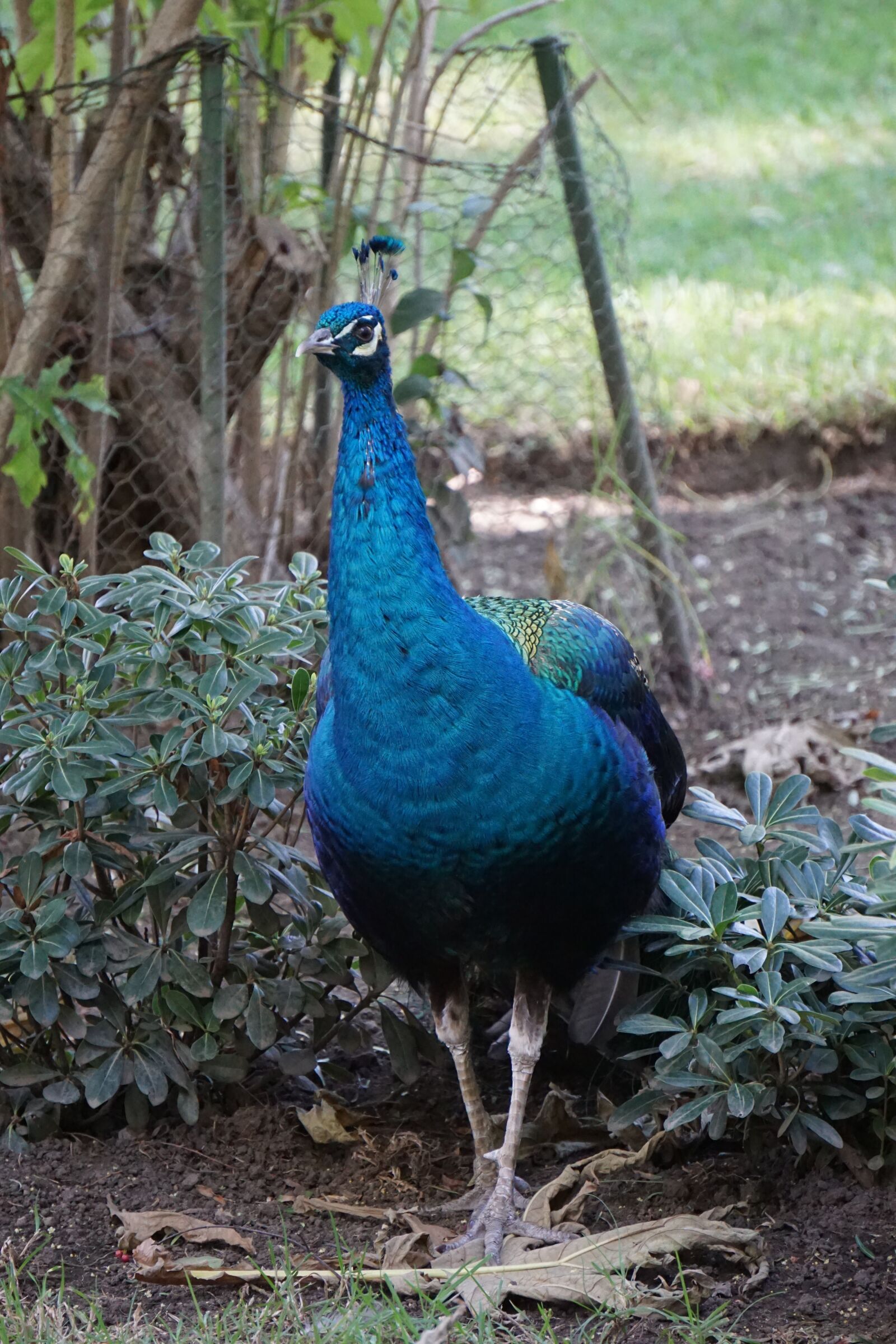 Sony E 55-210mm F4.5-6.3 OSS sample photo. Peacock, ave, park photography