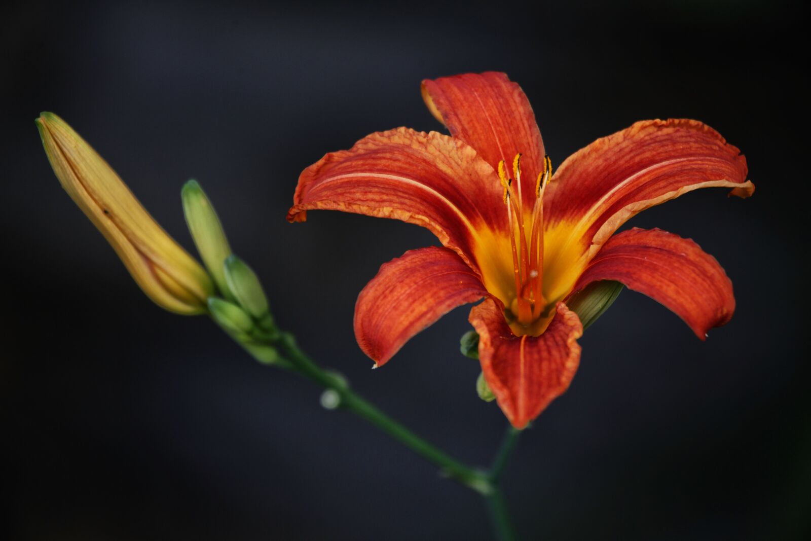 Canon EOS 5D Mark II sample photo. Flower, floral, spring photography