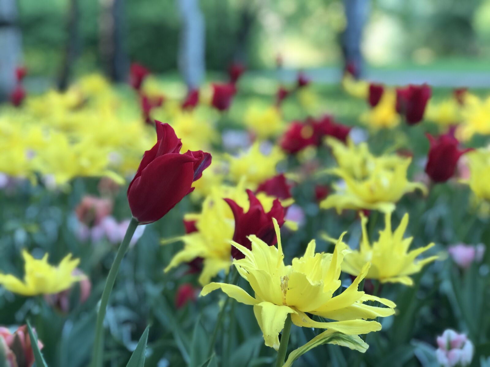 iPhone 8 Plus back dual camera 6.6mm f/2.8 sample photo. Tulip, red, yellow photography
