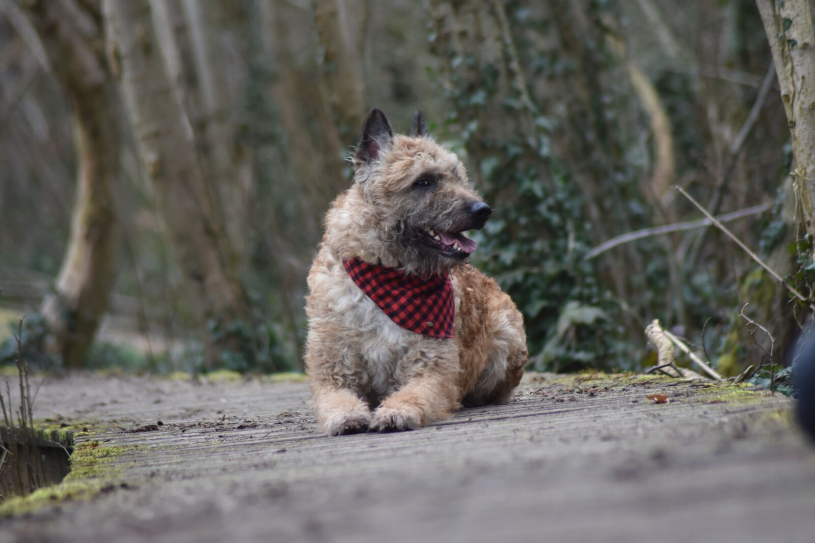 Nikon D7200 sample photo. Dog, forest, brown photography