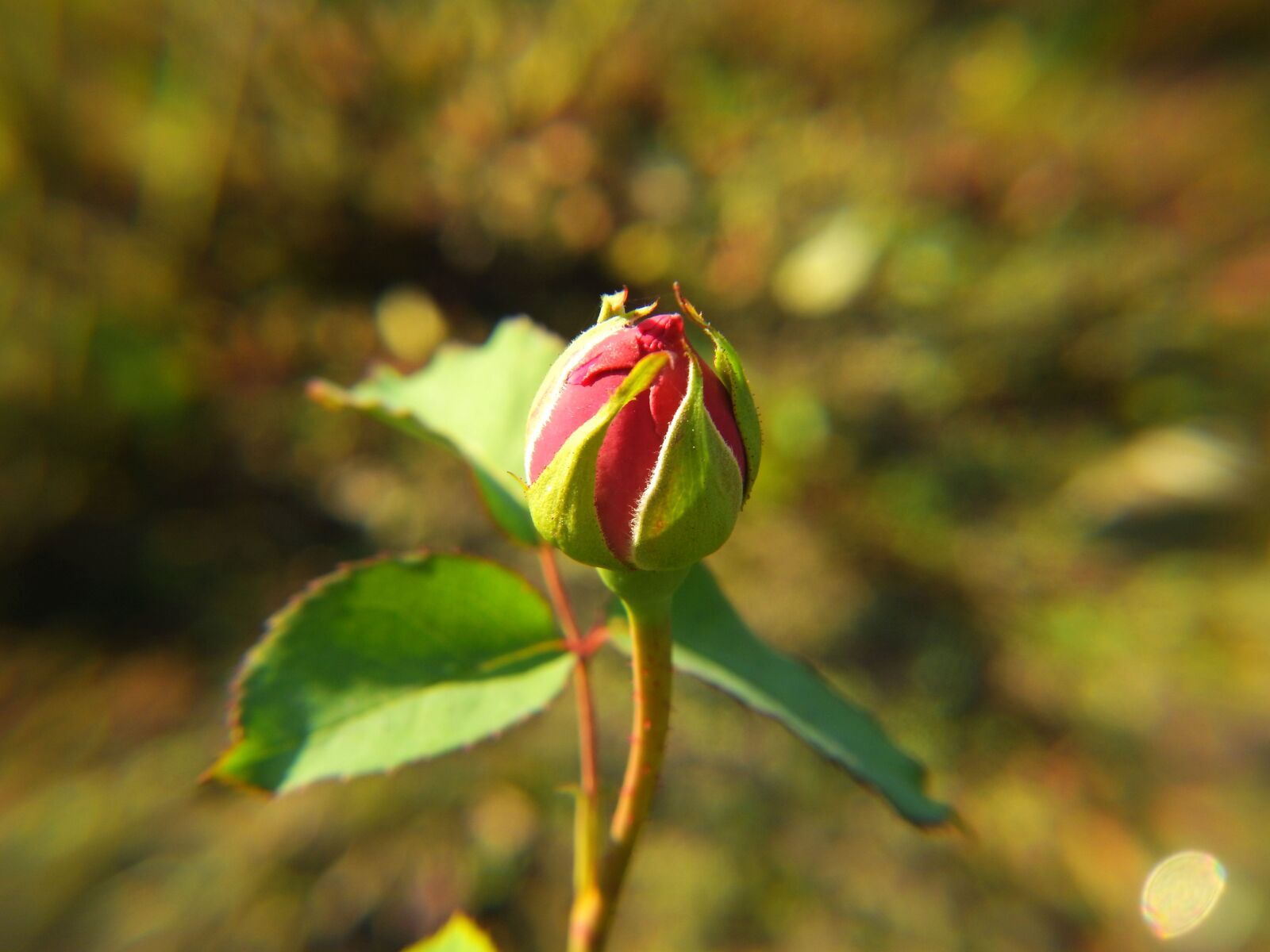 Nikon Coolpix P900 sample photo. Rose, bud, flower photography