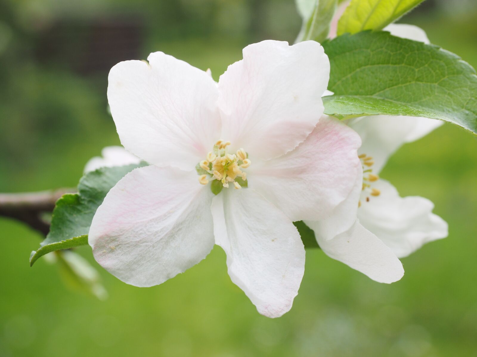 Olympus OM-D E-M1 + Olympus M.Zuiko Digital ED 12-40mm F2.8 Pro sample photo. Blossom, bloom, apple blossom photography