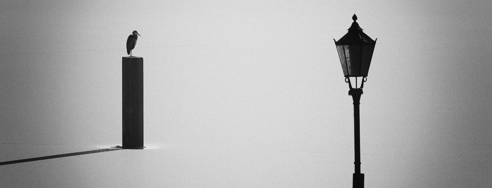 Nikon D80 sample photo. Winter, lake, bird photography