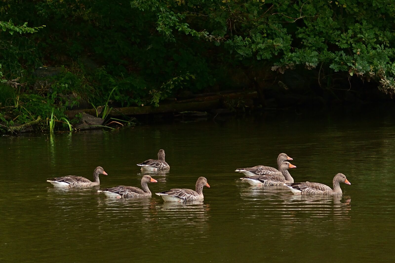Nikon D5200 sample photo. Pond, ducks, swim photography