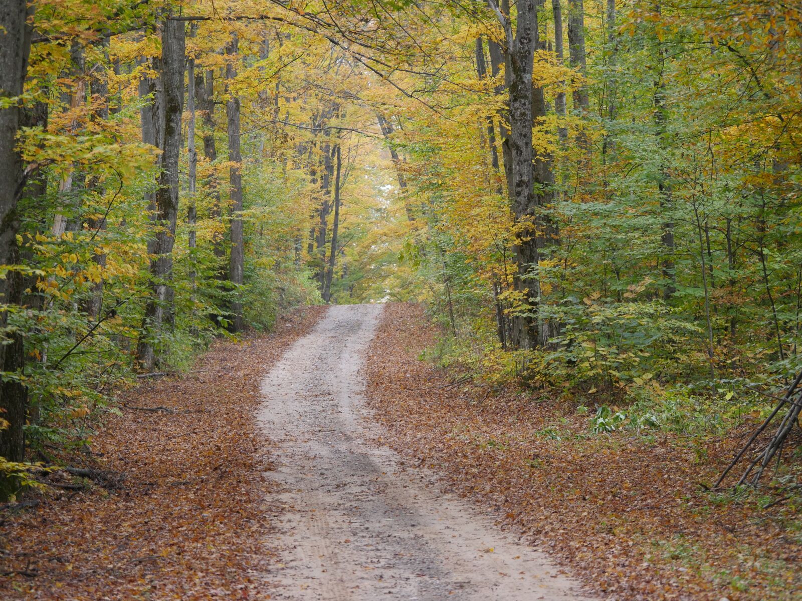 Panasonic Lumix DMC-GH4 sample photo. Nature, fall, fall foilage photography