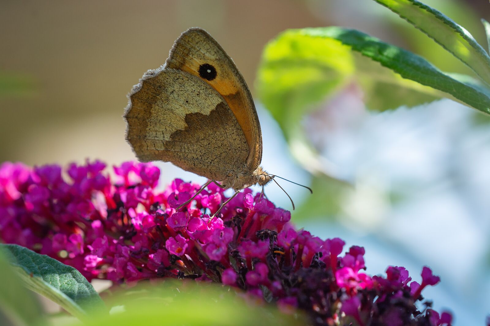 Nikon D7100 sample photo. Butterfly, lycaon, edelfalter photography